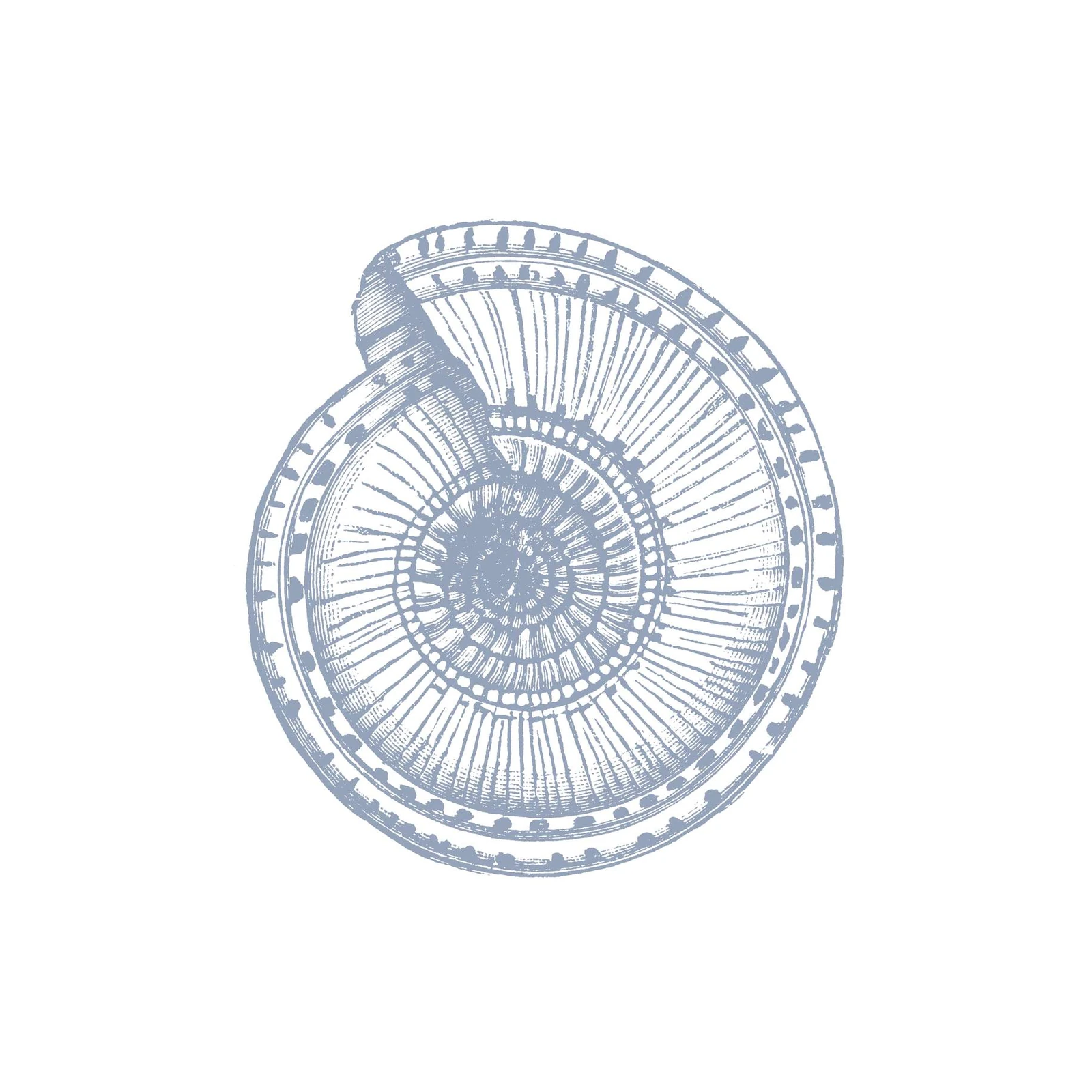 Vintage Nautilus Shell Art Wall Art