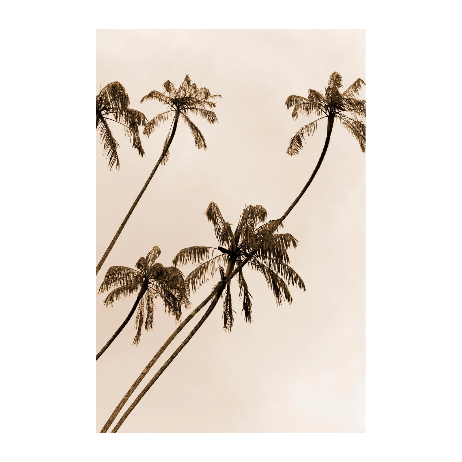 Serene Tropical Palm Trees Sepia Wall Art