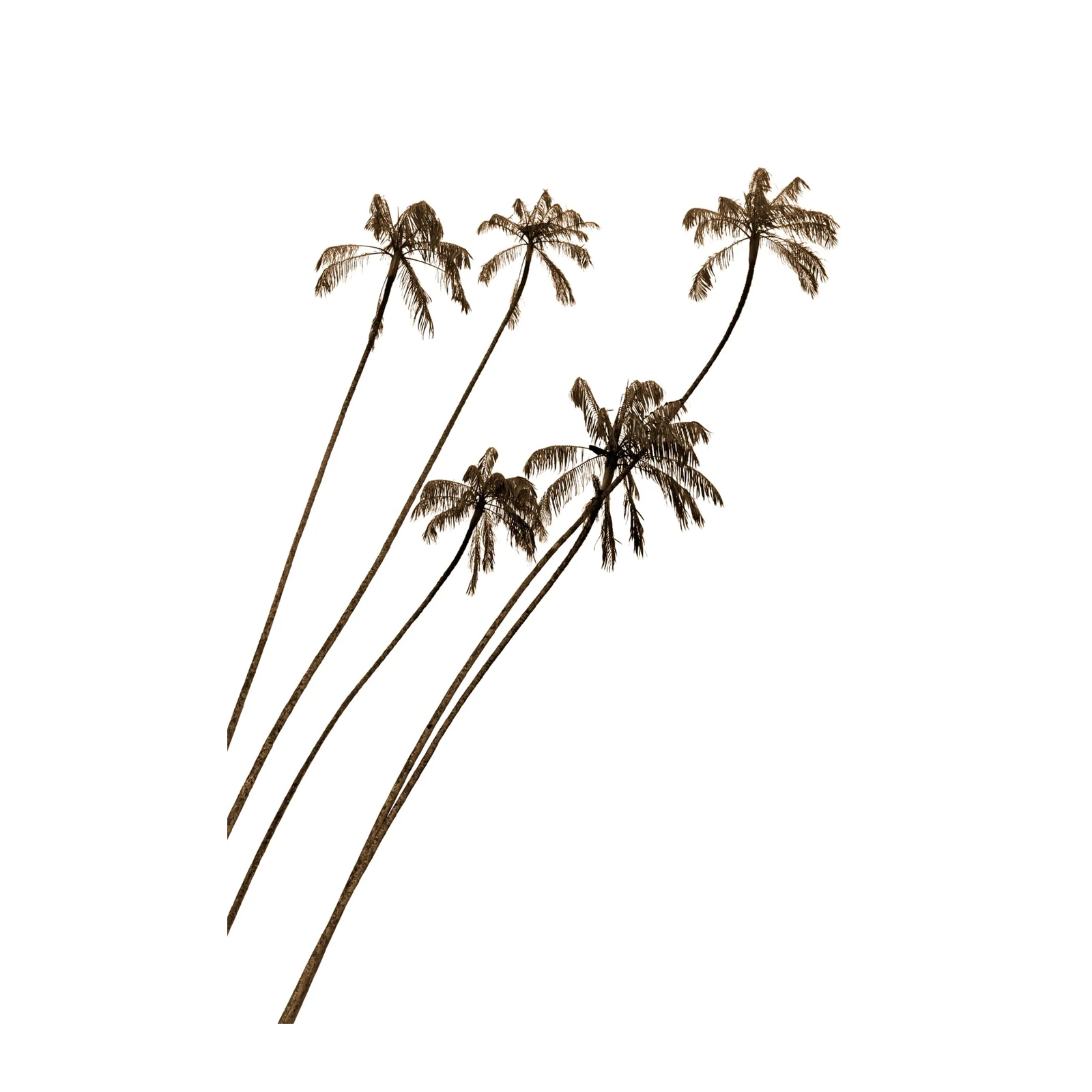 Graceful Palm Trio Sepia Wall Art