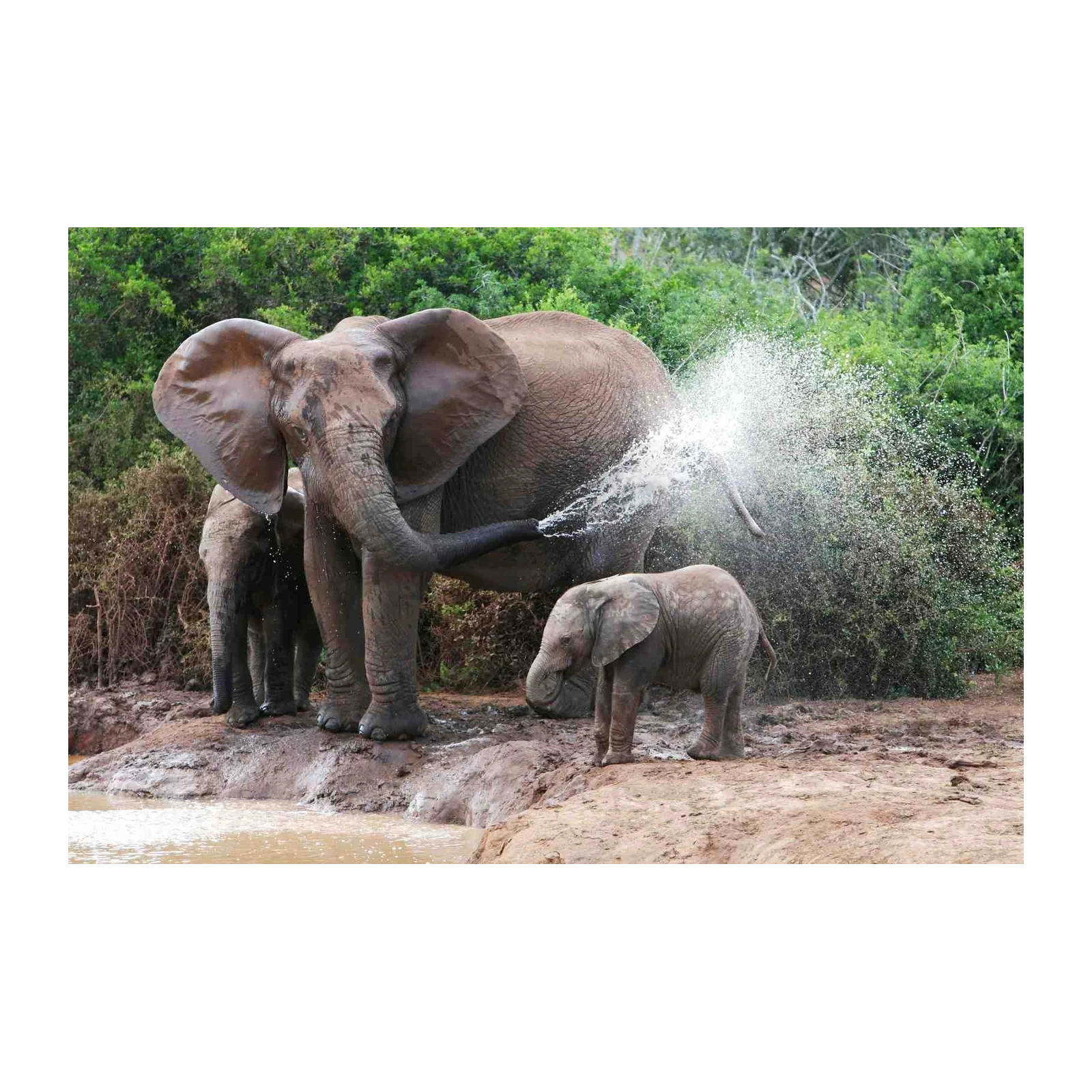 Majestic Elephant Family Splash Wall Art