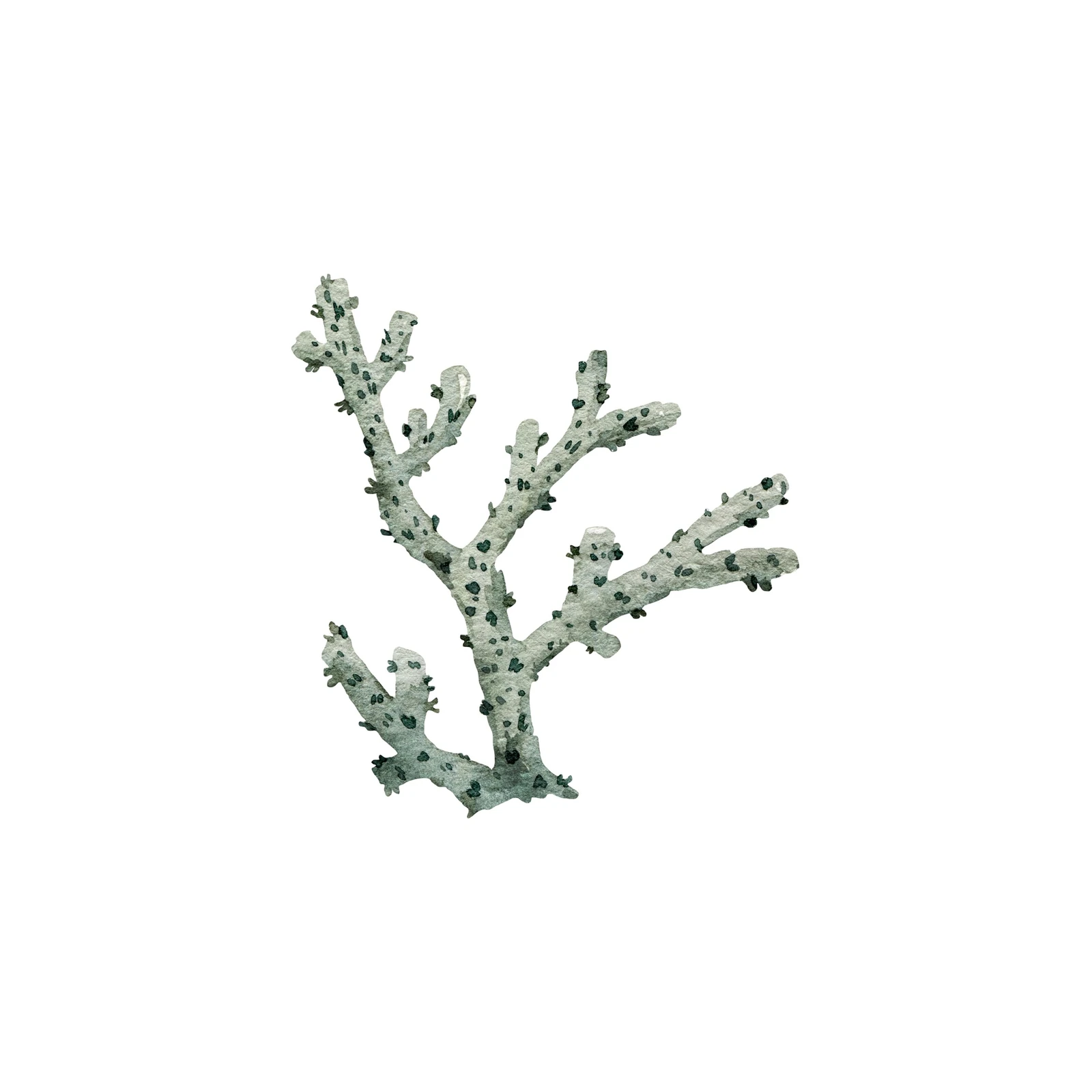 Coastal Coral Branch Watercolor Wall Art
