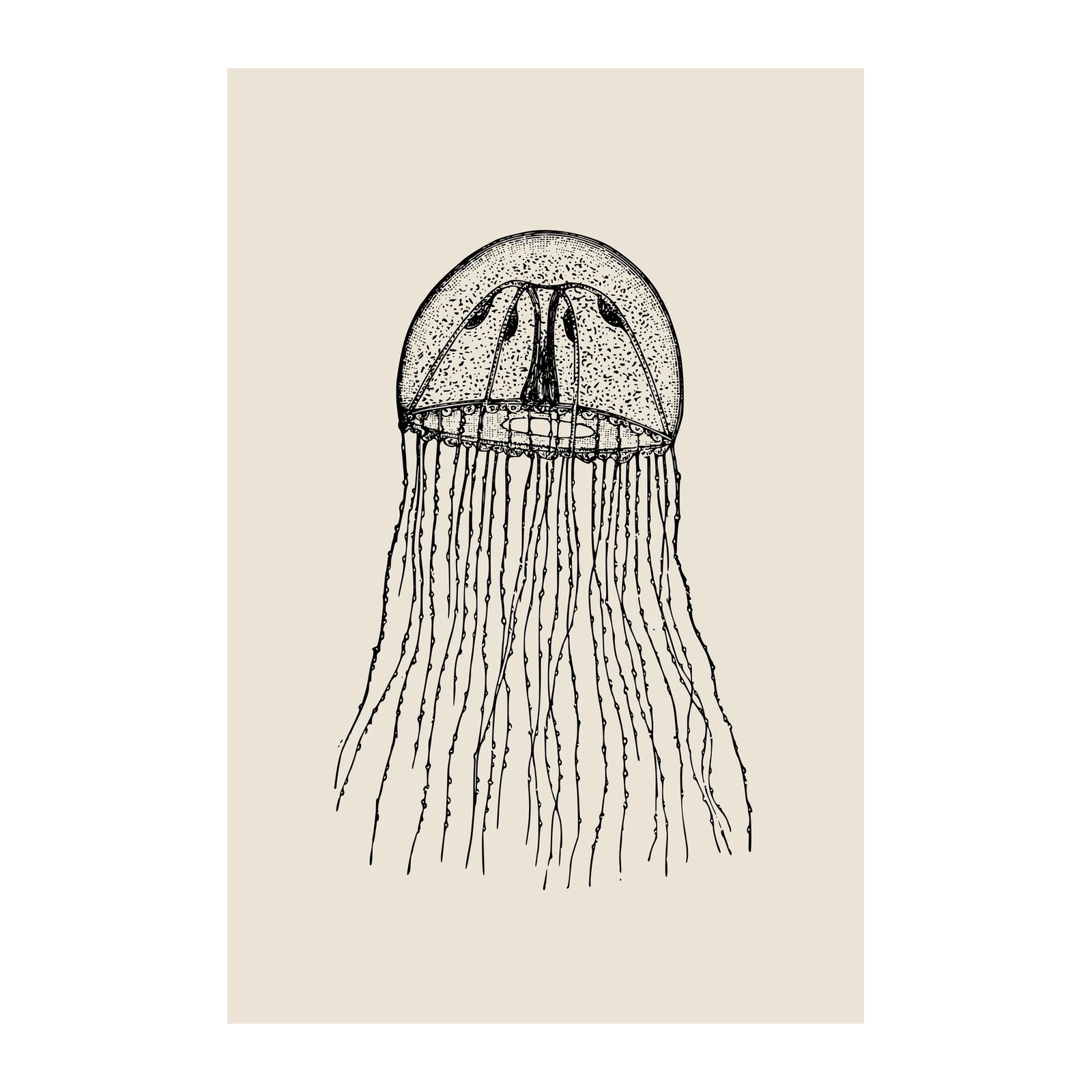 Elegant Jellyfish Vintage Sketch Wall Art