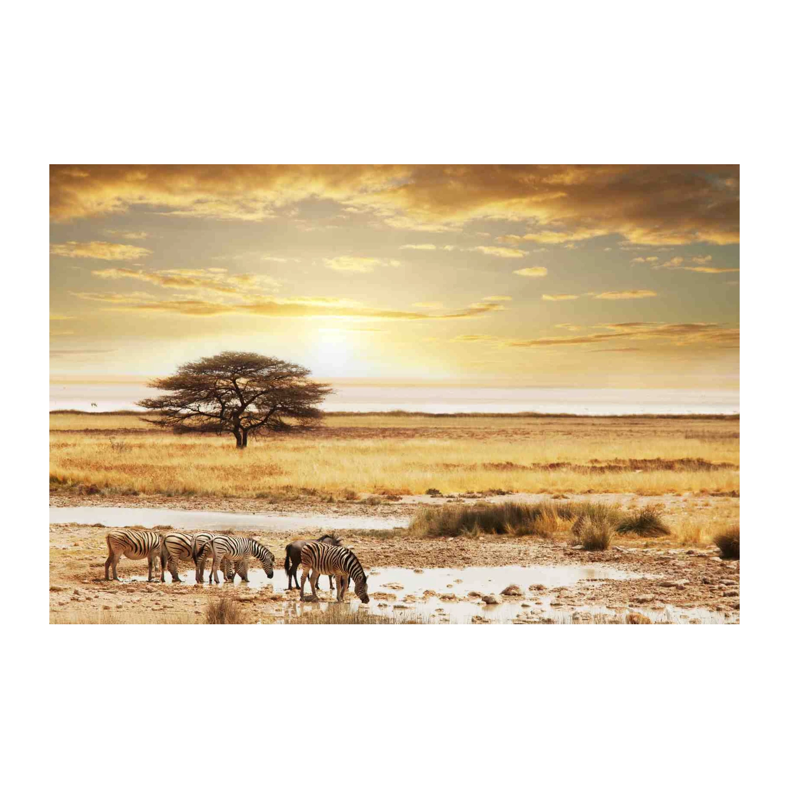 African Zebra Sunset Savannah Wall Art