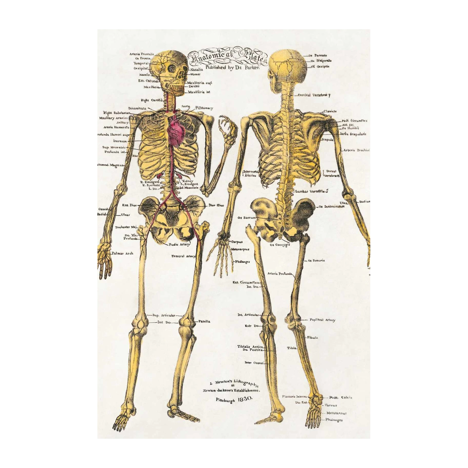 Vintage Anatomical Skeletons Wall Art