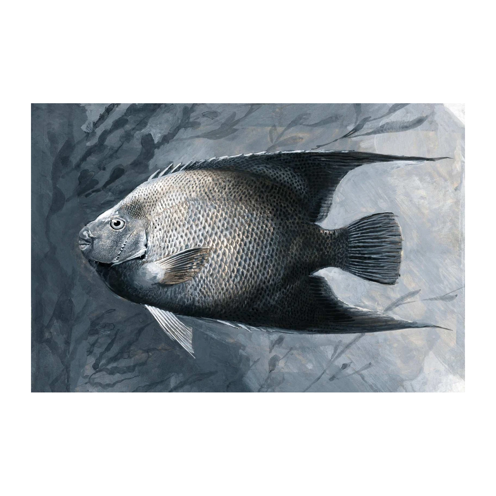 Monochromatic Angelfish in Serene Waters Wall Art
