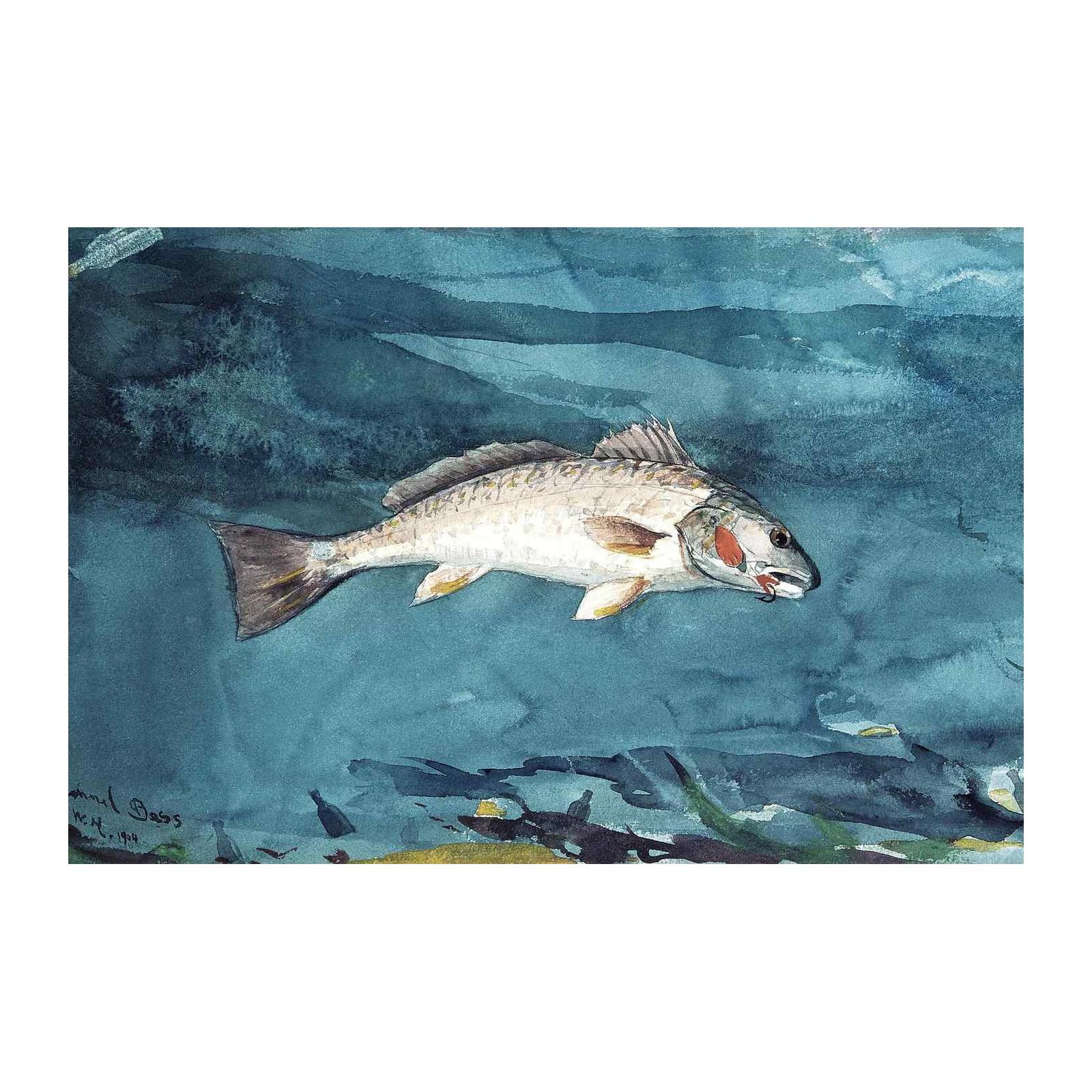 Channel Bass Underwater Watercolor Wall Art