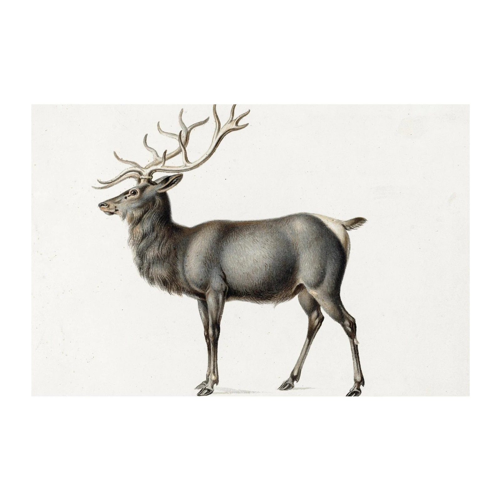 Majestic Stag Vintage Wildlife Wall Art Wall Art
