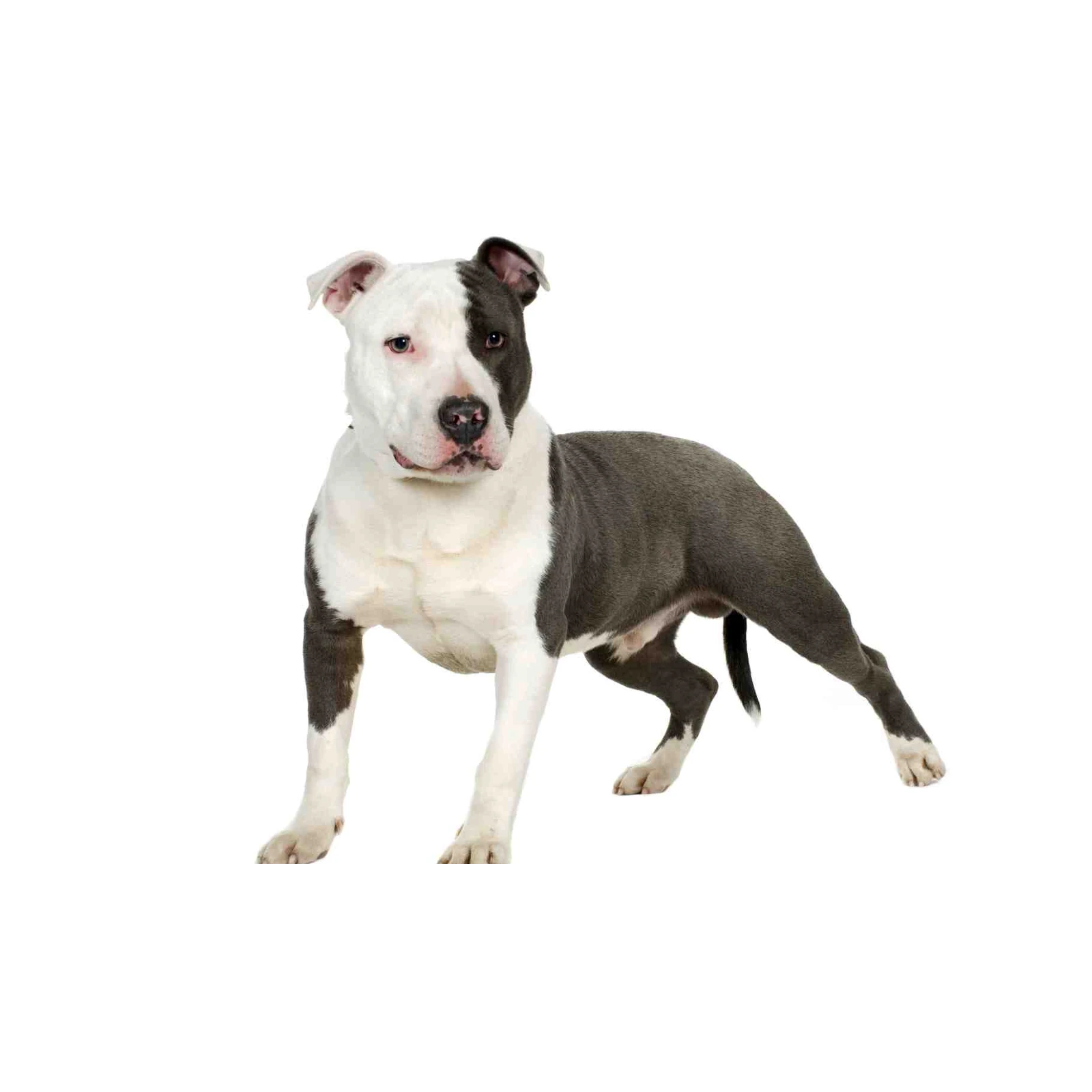 Powerful Pitbull Portrait Wall Art