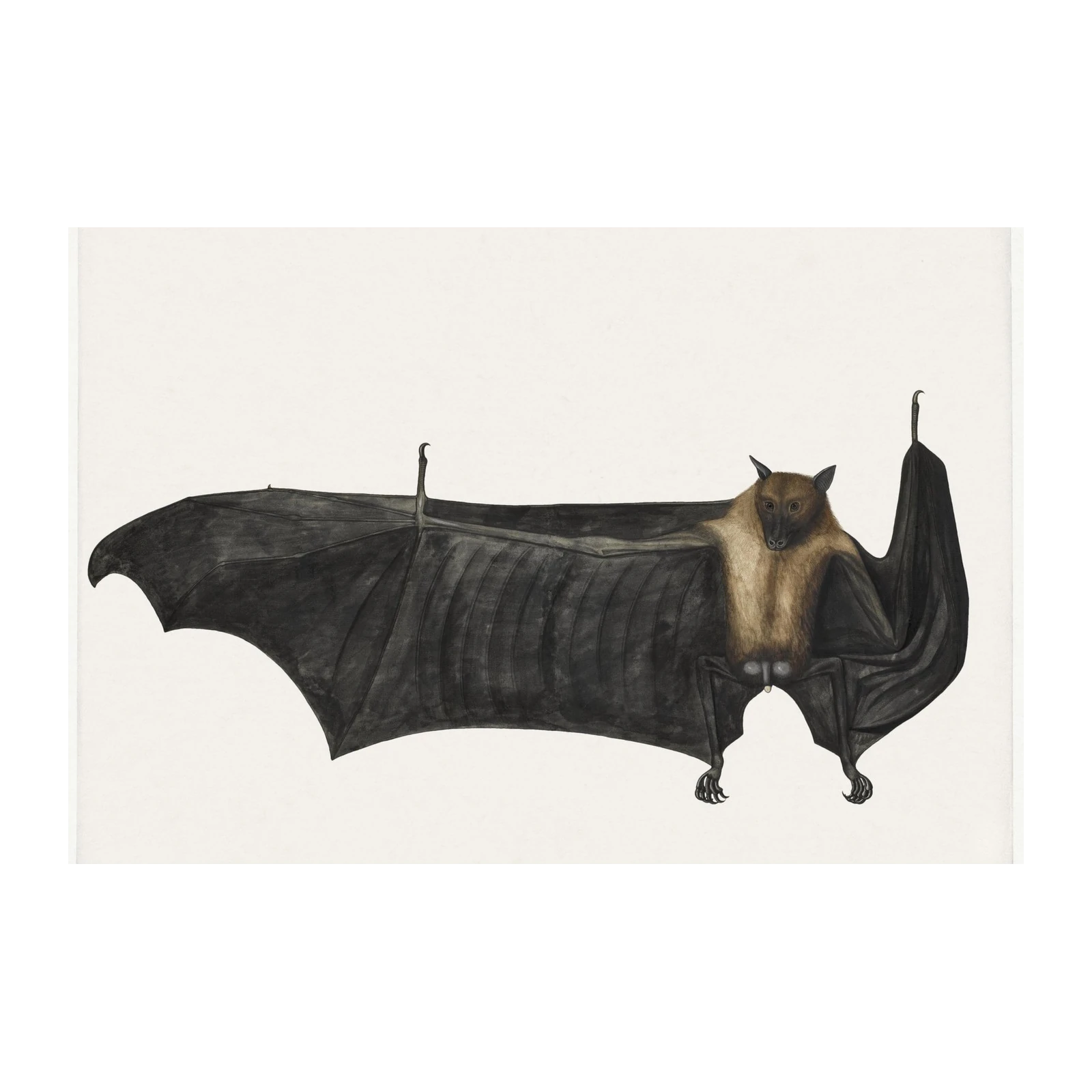 Vintage Bat Illustration Wall Art