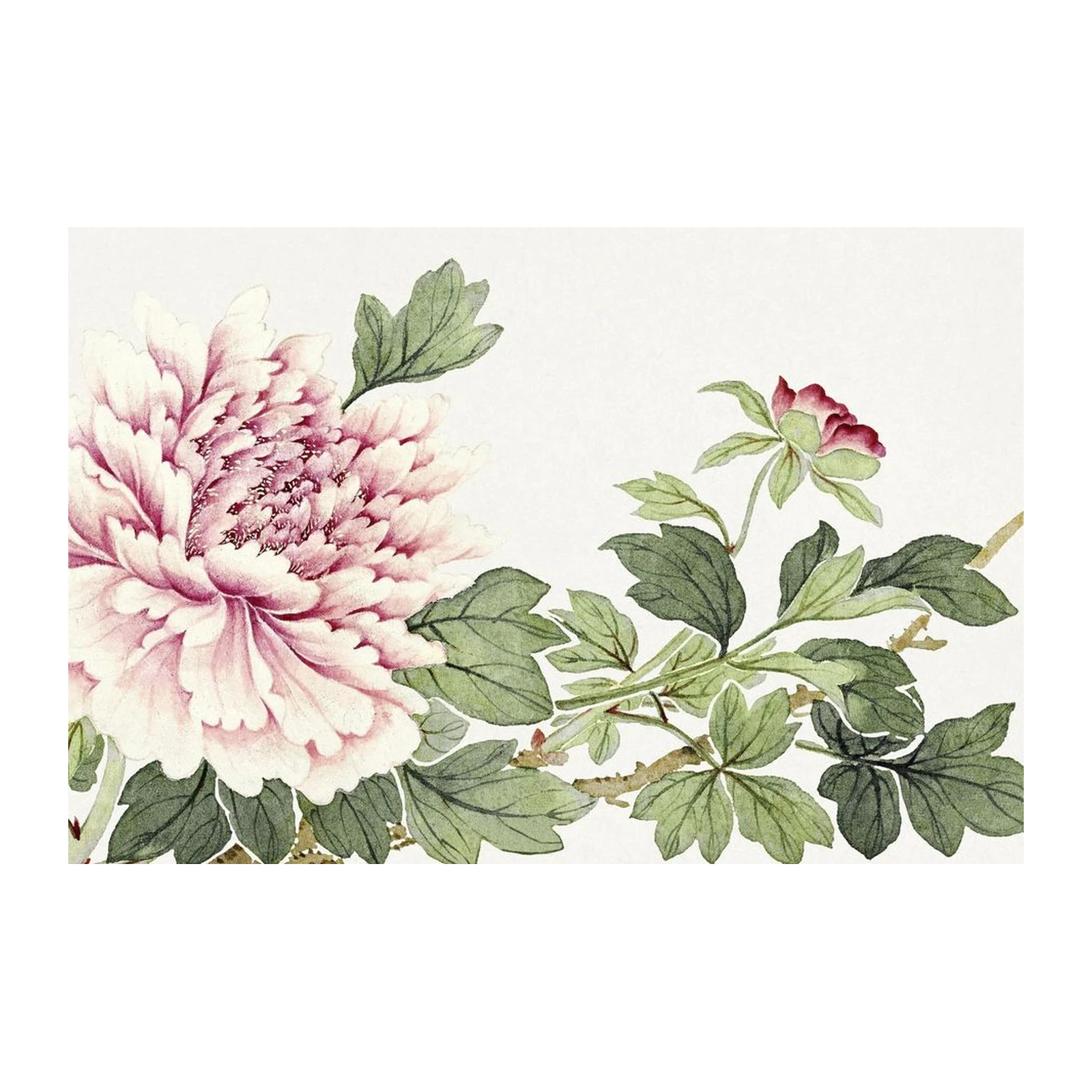 Elegant Peony Blossom Botanical Wall Art