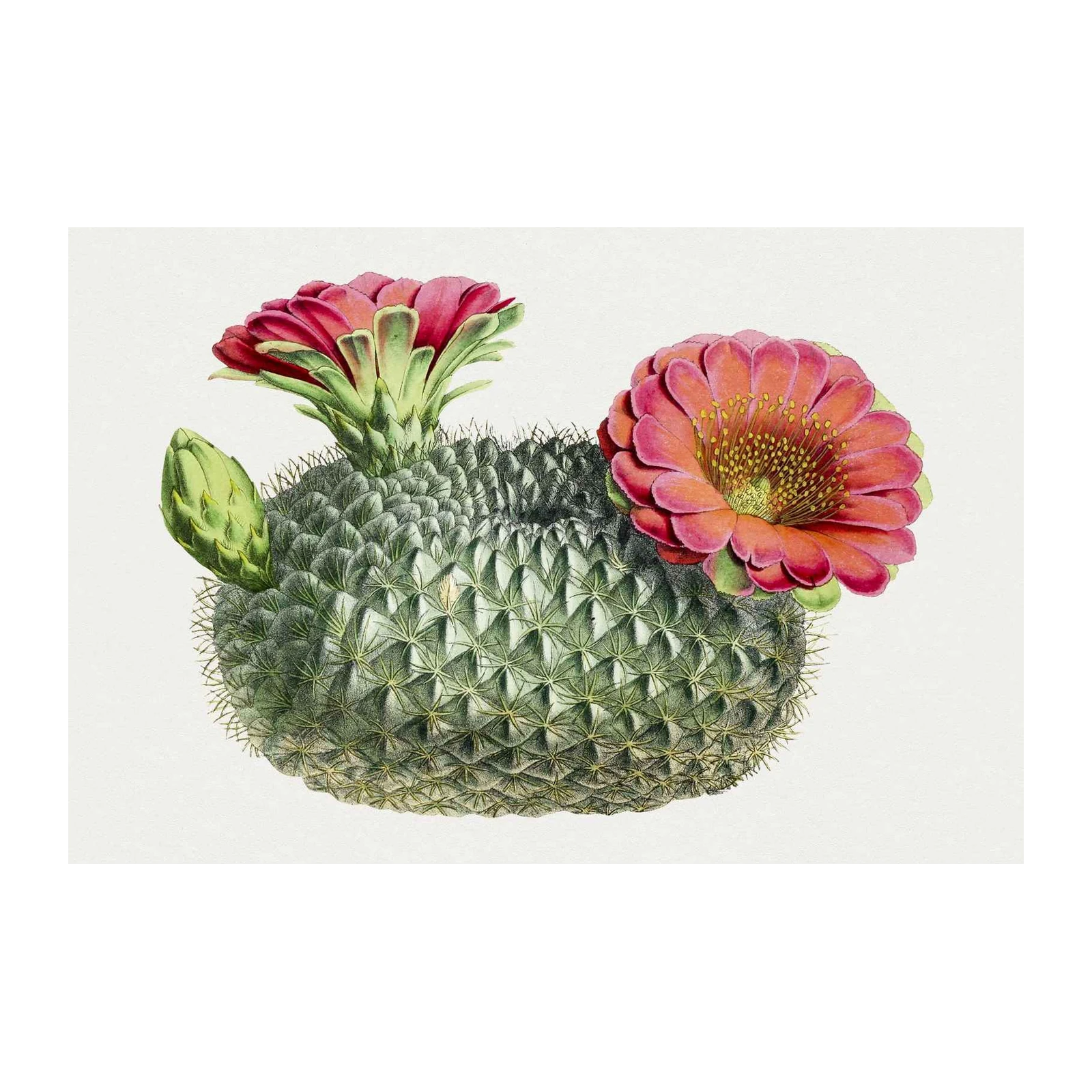 Vintage Blooming Cactus Botanical Wall Art