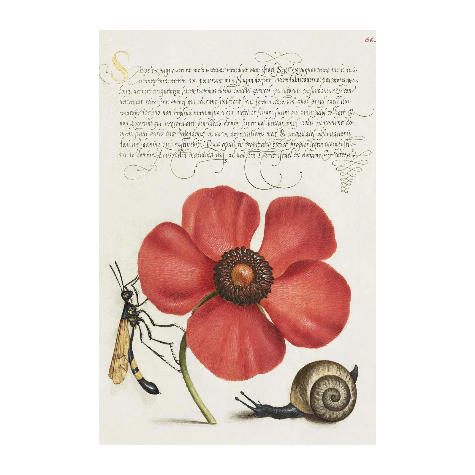 Vintage Botanical Red Poppy & Insect Wall Art