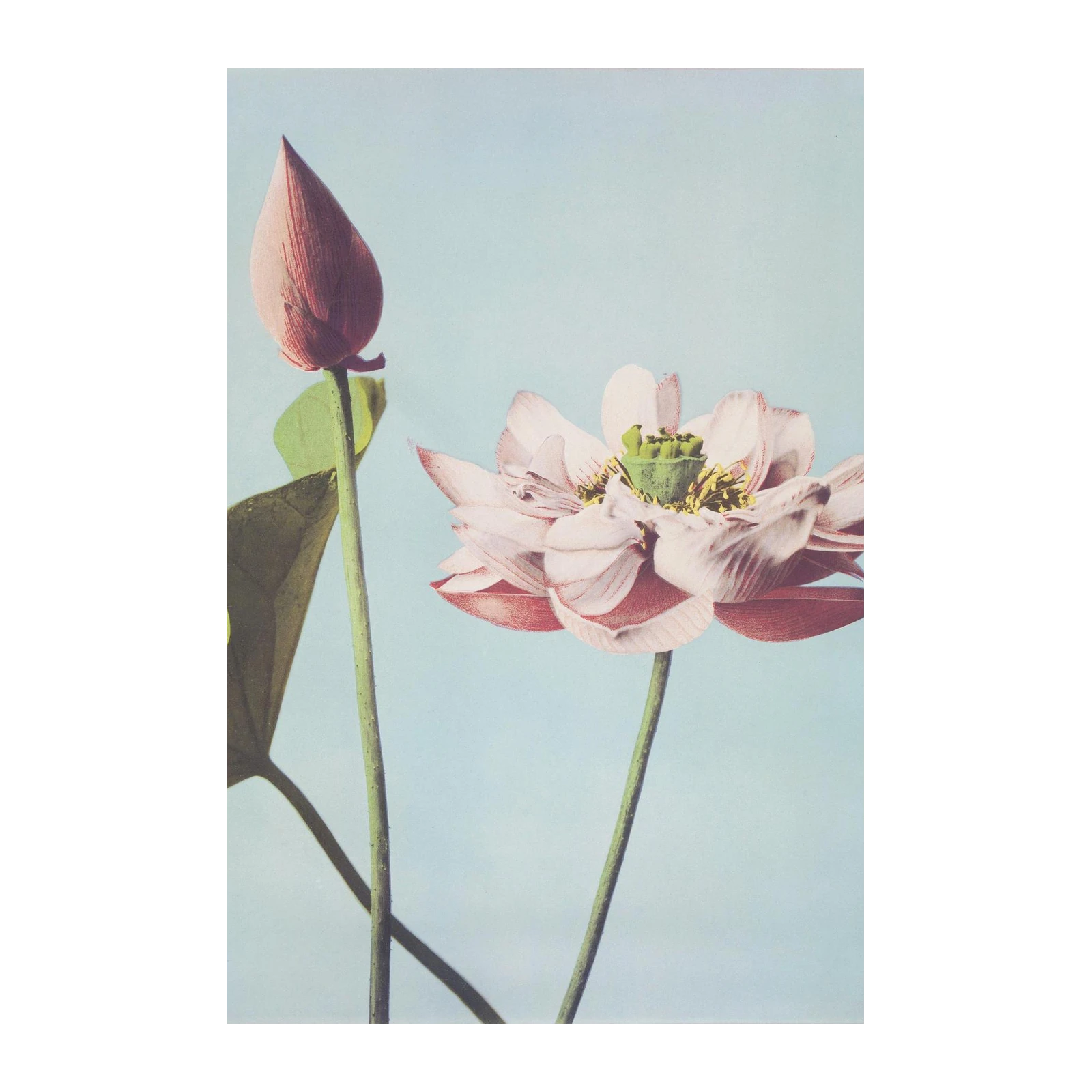 Serene Pink Lotus Bud & Bloom Wall Art
