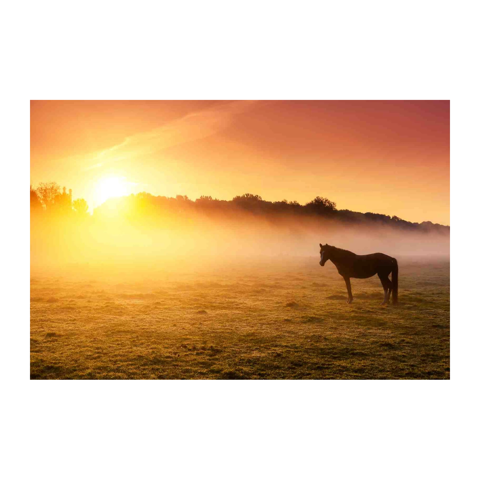 Majestic Horse Sunrise Landscape Wall Art
