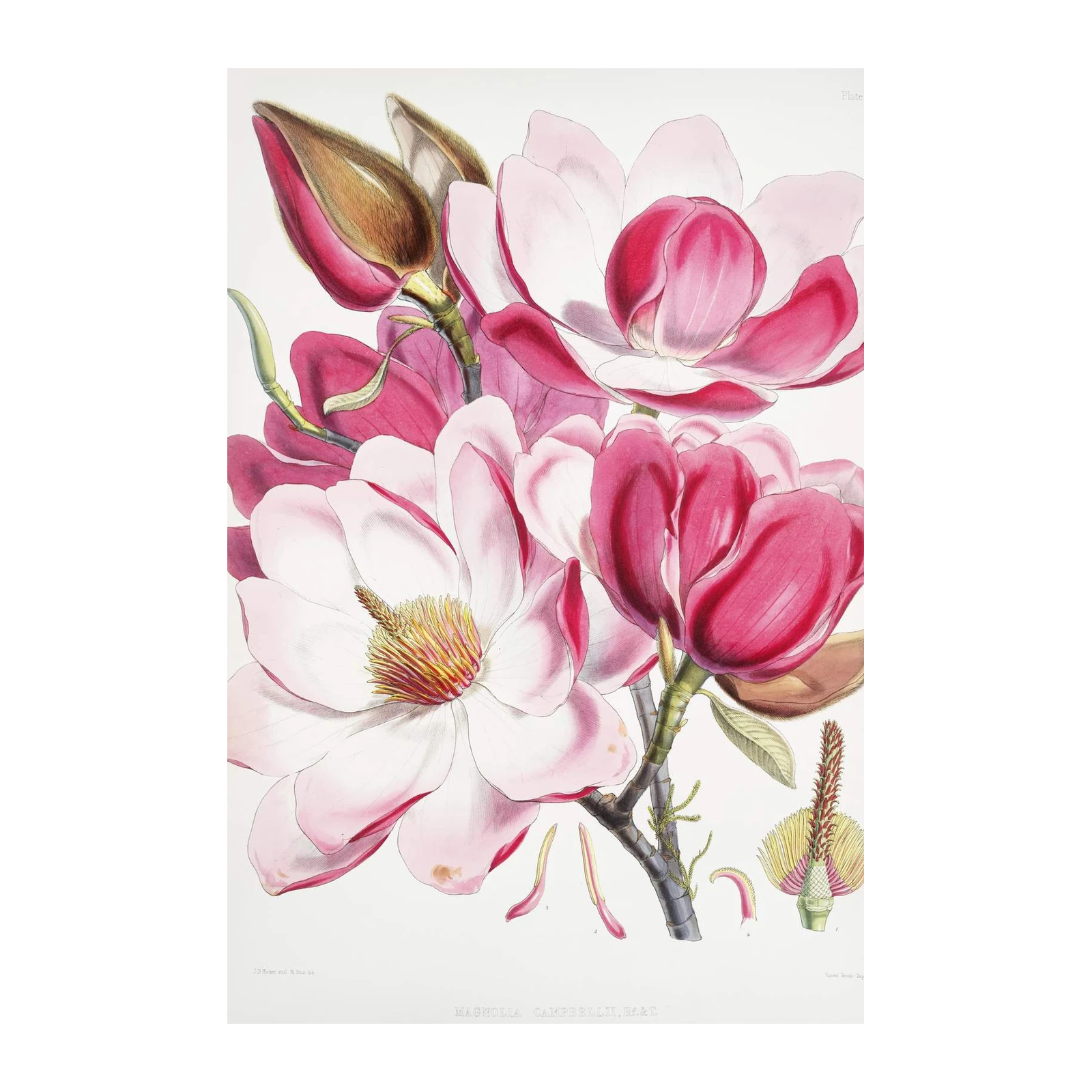 Vintage Magnolia Art - Botanical Wall Art