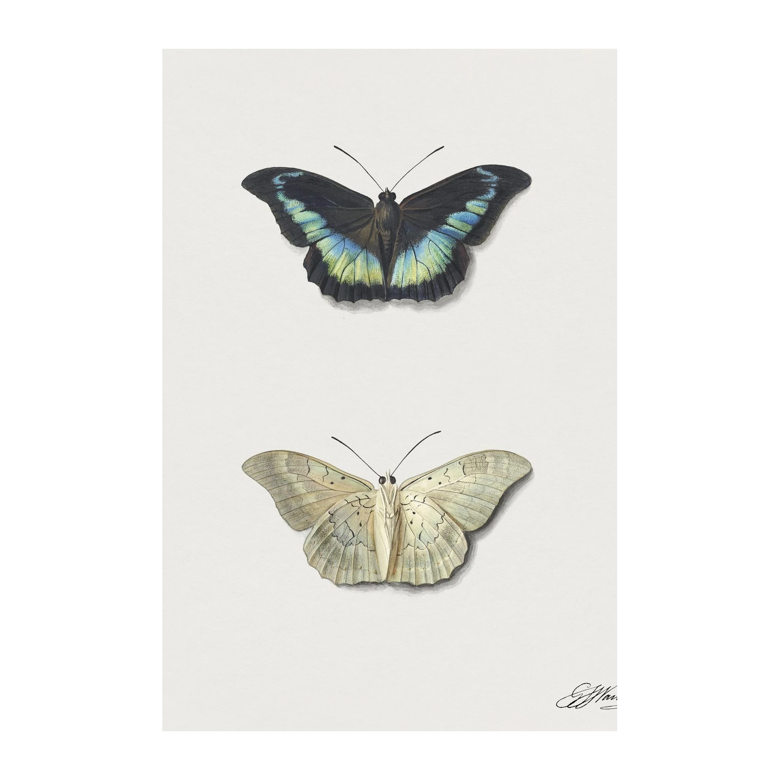 Elegant Butterfly Duo Vintage Botanical Art Wall Art