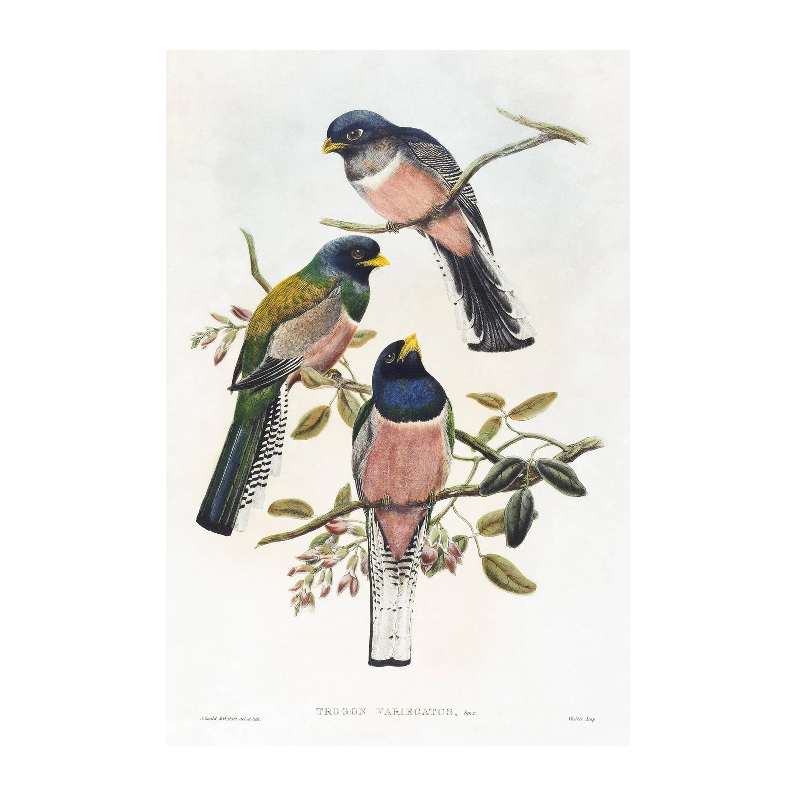 Vintage Bird Art 'Trogon Variegatus' Wall Art