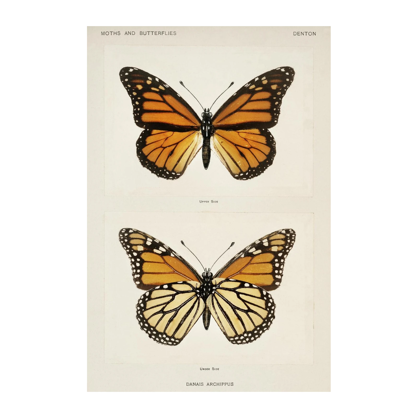 Monarch Butterfly Vintage Study Wall Art