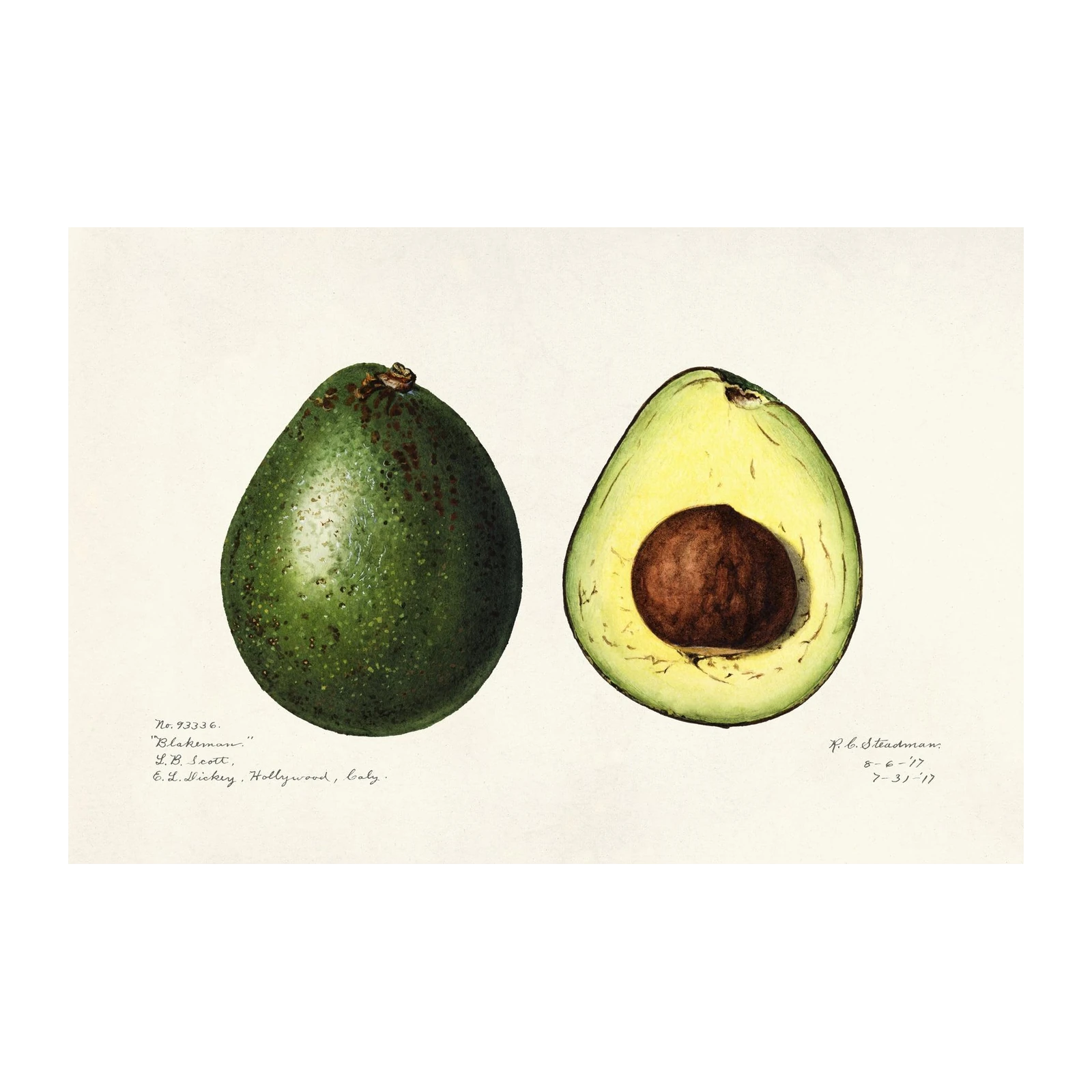 Botanical Avocado Study Wall Art