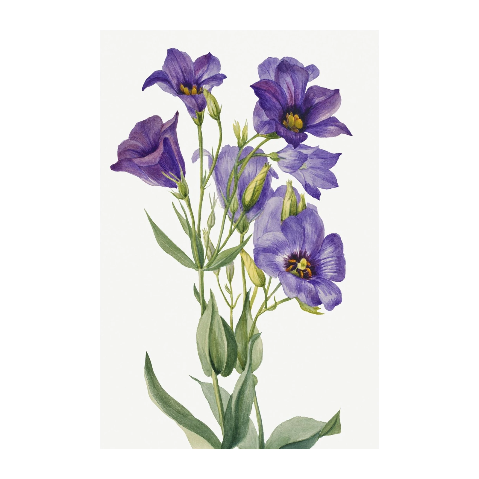 Elegant Purple Eustoma Floral Wall Art