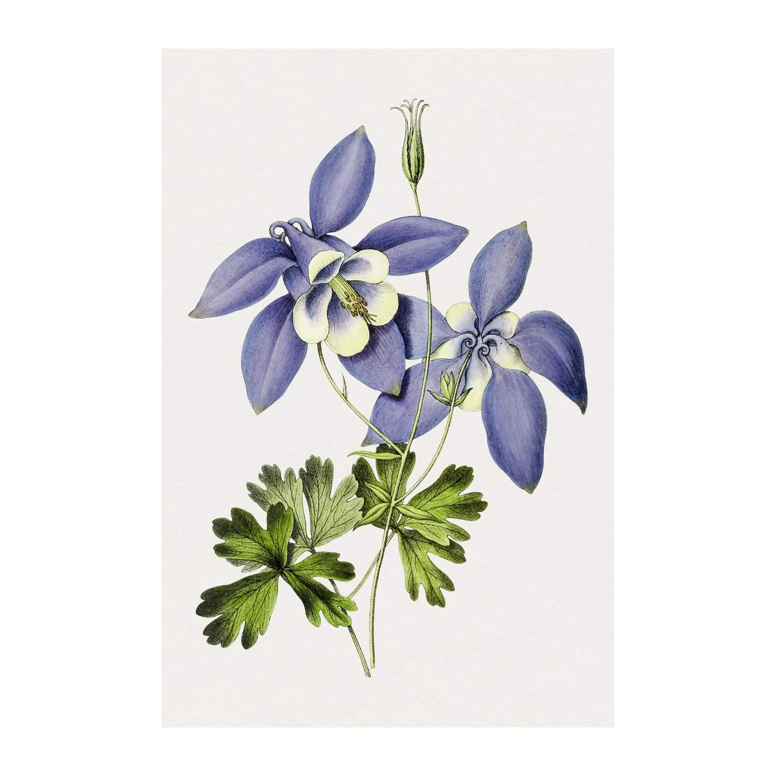Vintage Purple Columbine Botanical Wall Art