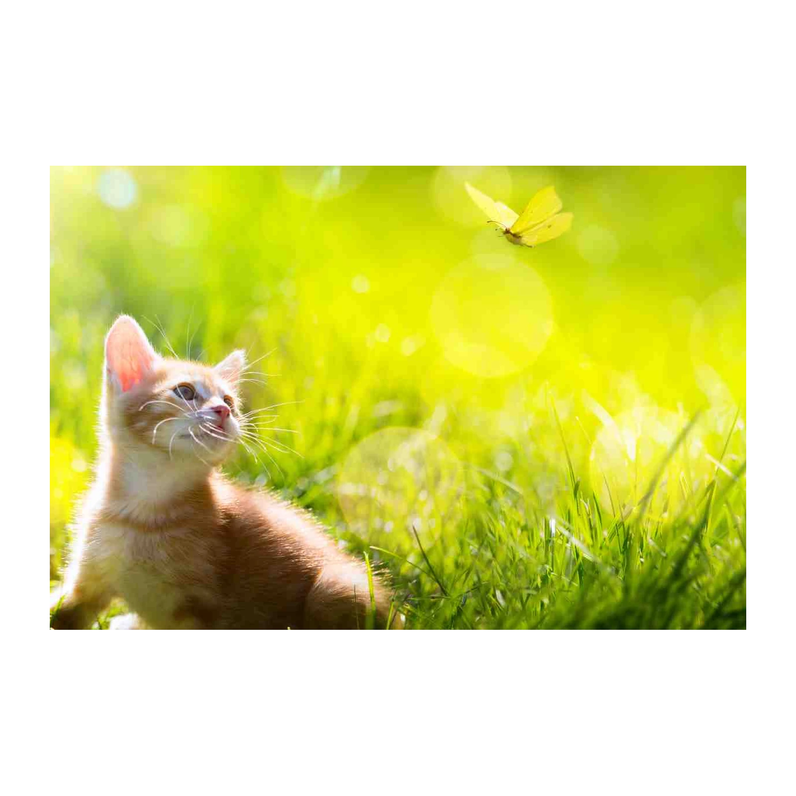 Adorable Kitten & Butterfly Sunny Meadow Wall Art