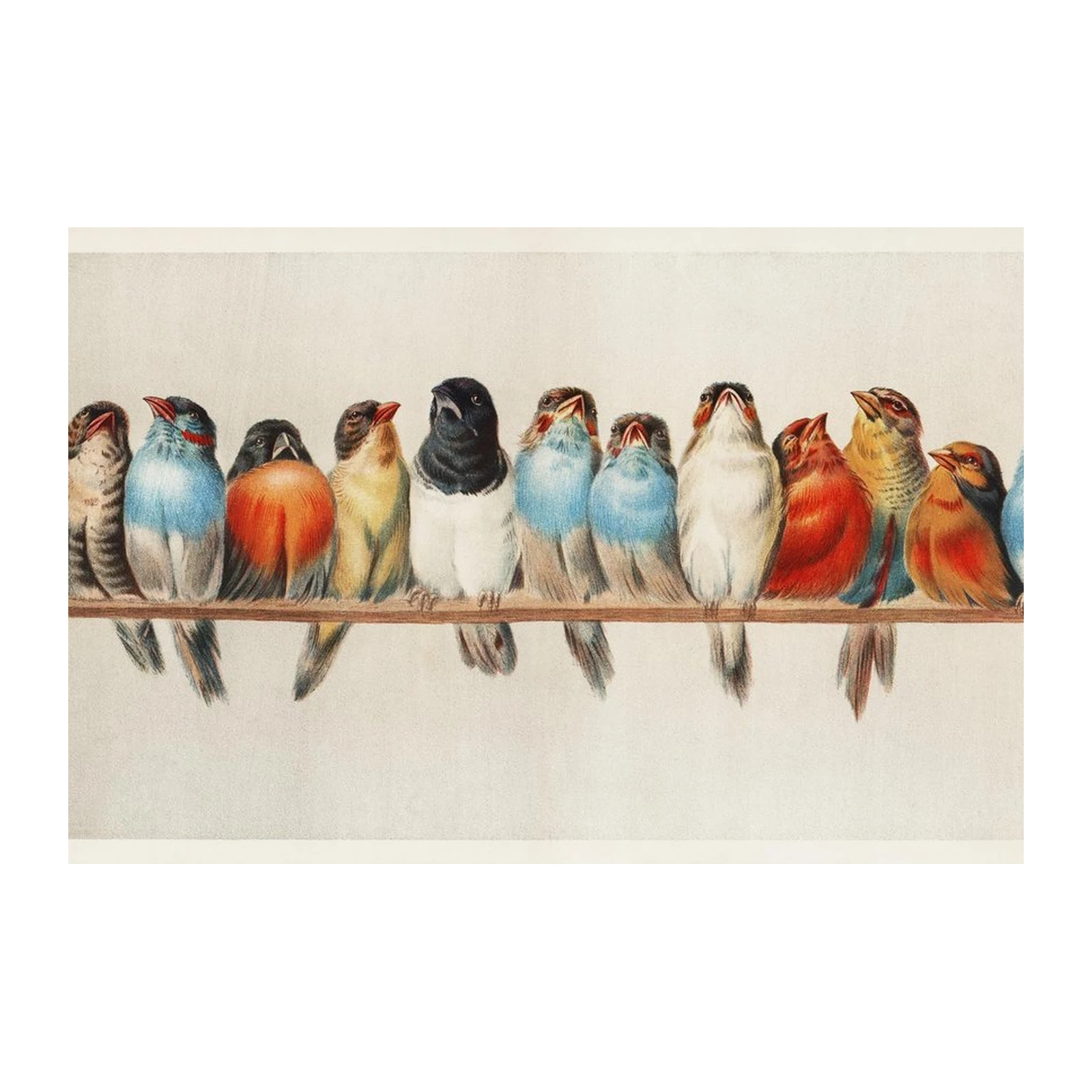 Vintage Bird Collection Wall Art