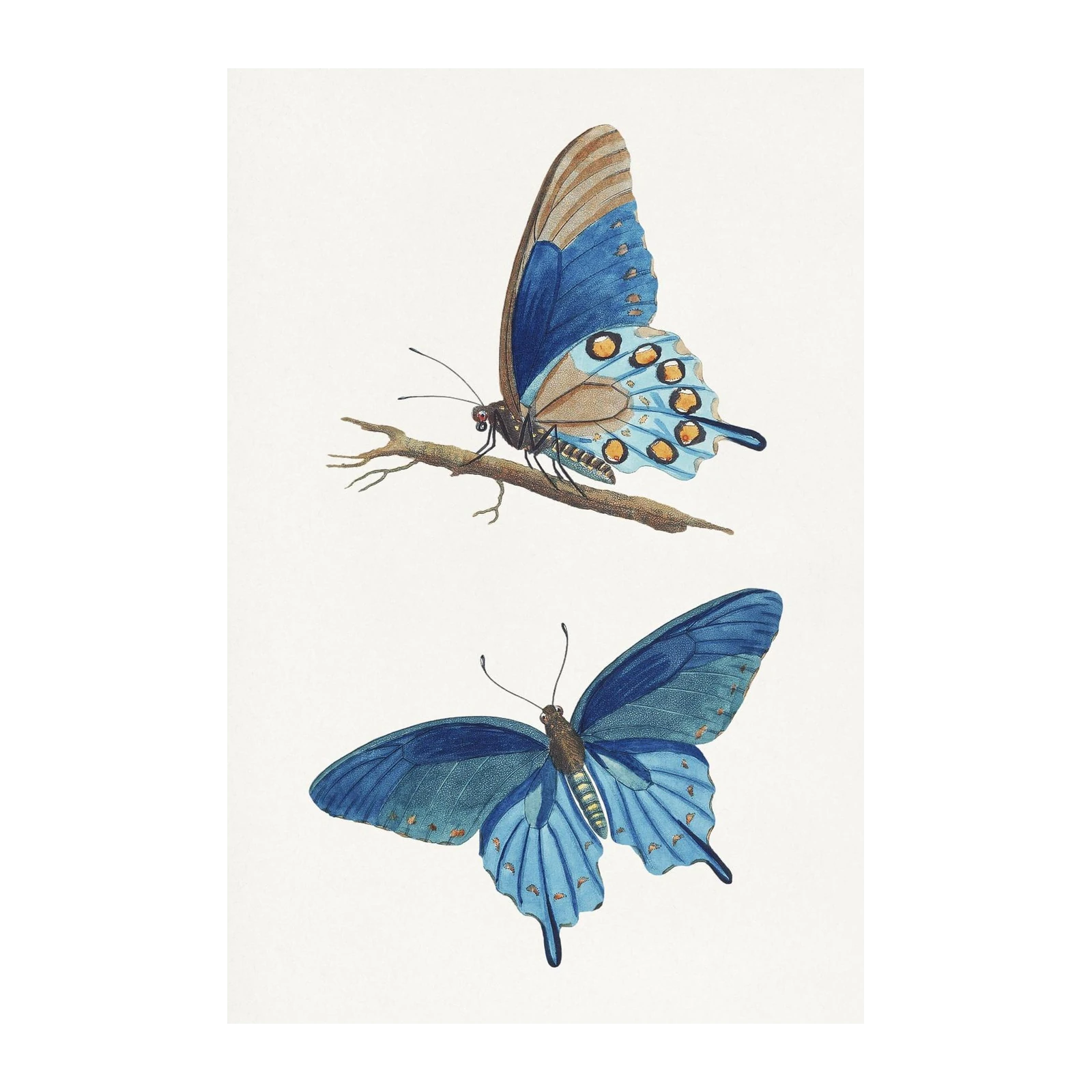 Elegant Blue Butterfly Vintage Art Wall Art