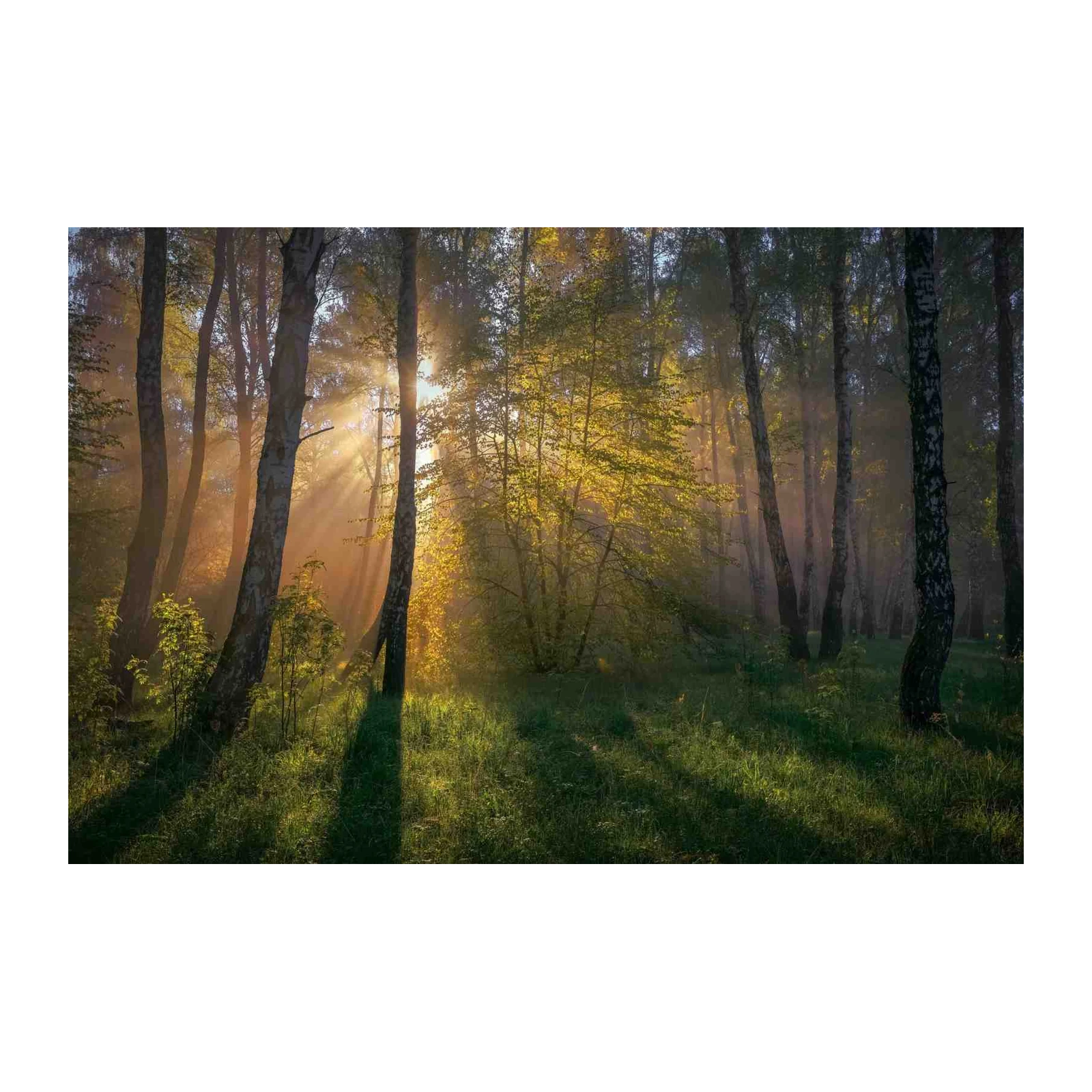 Enchanting Forest Rays Birch Tree Wall Art