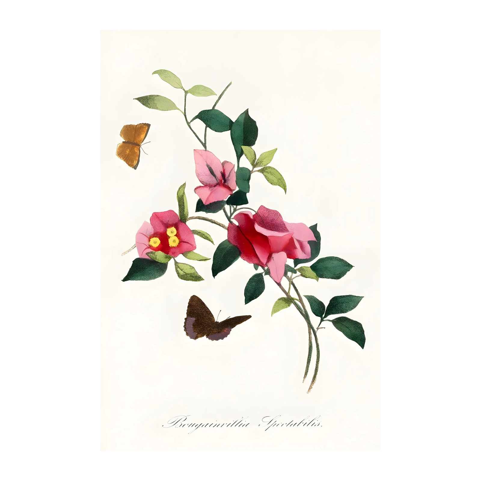 Vintage Botanical Bougainvillea & Butterfly Wall Art