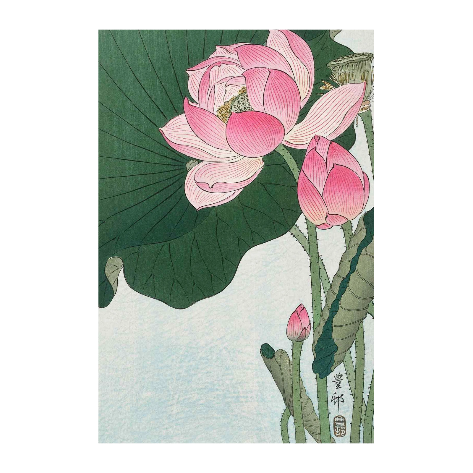 Pink Lotus Water Lily Wall Art