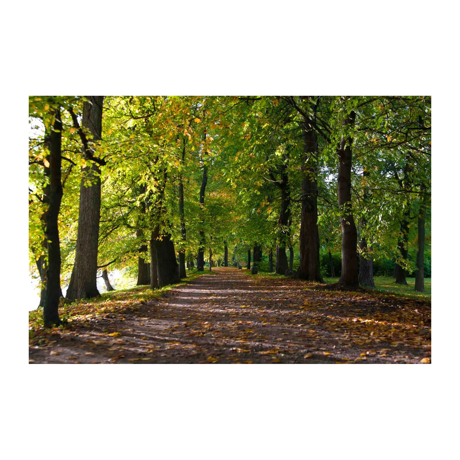 Enchanting Forest Path Autumn Wall Art