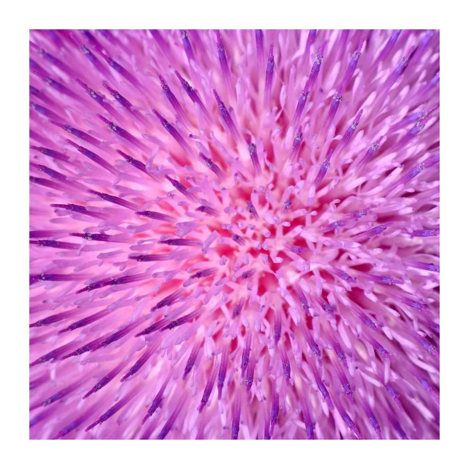 Vibrant Purple Thistle Bloom Close-up Wall Art