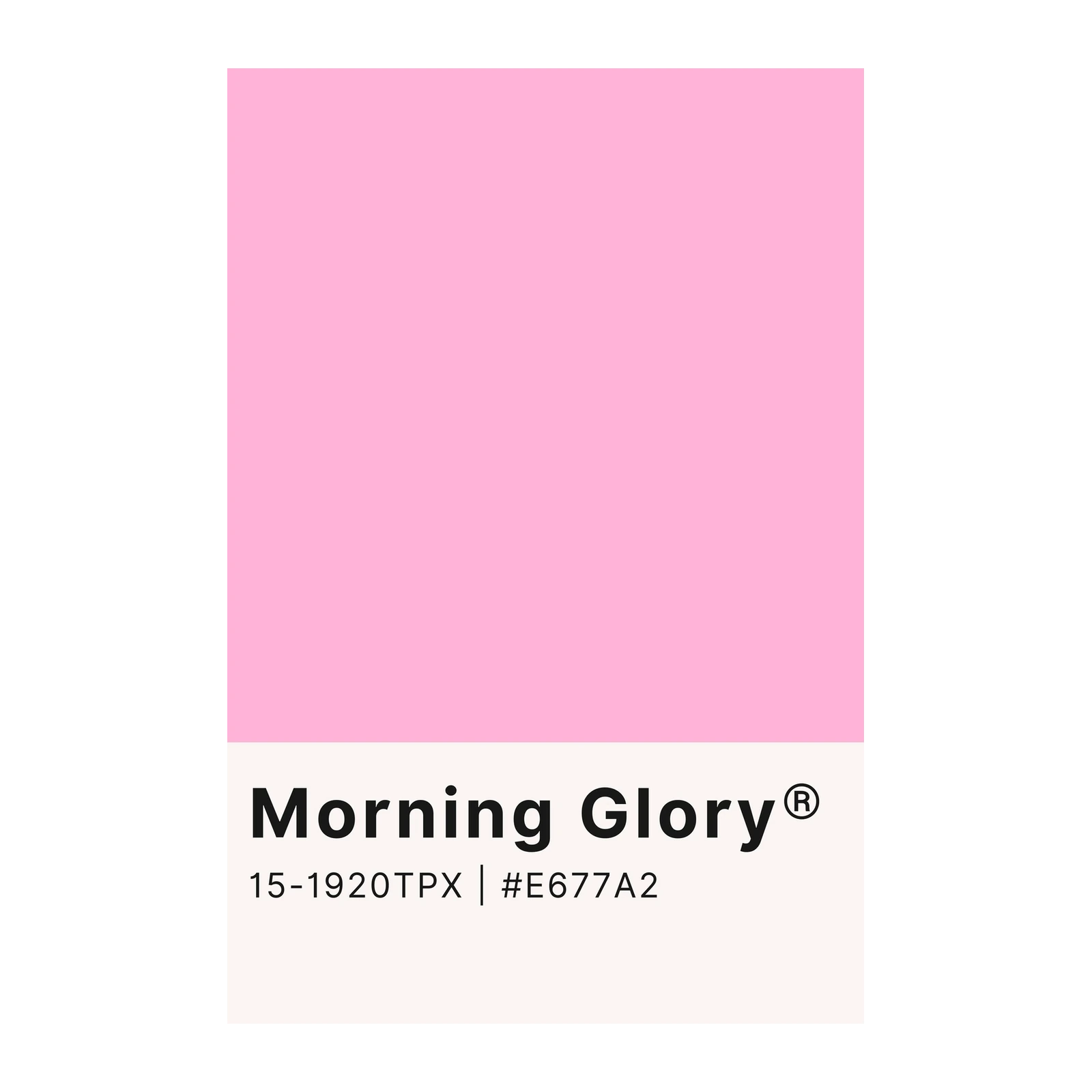 Serene Morning Glory Pink Wall Art