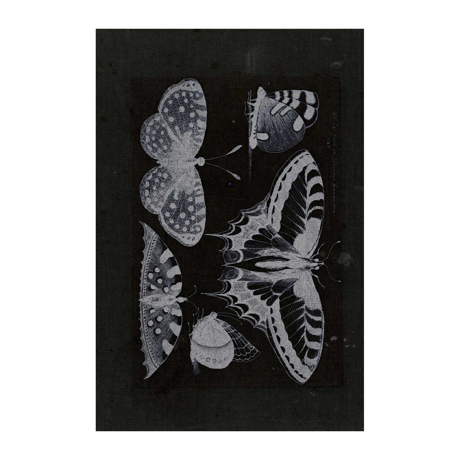 Vintage Butterfly Collection Wall Art