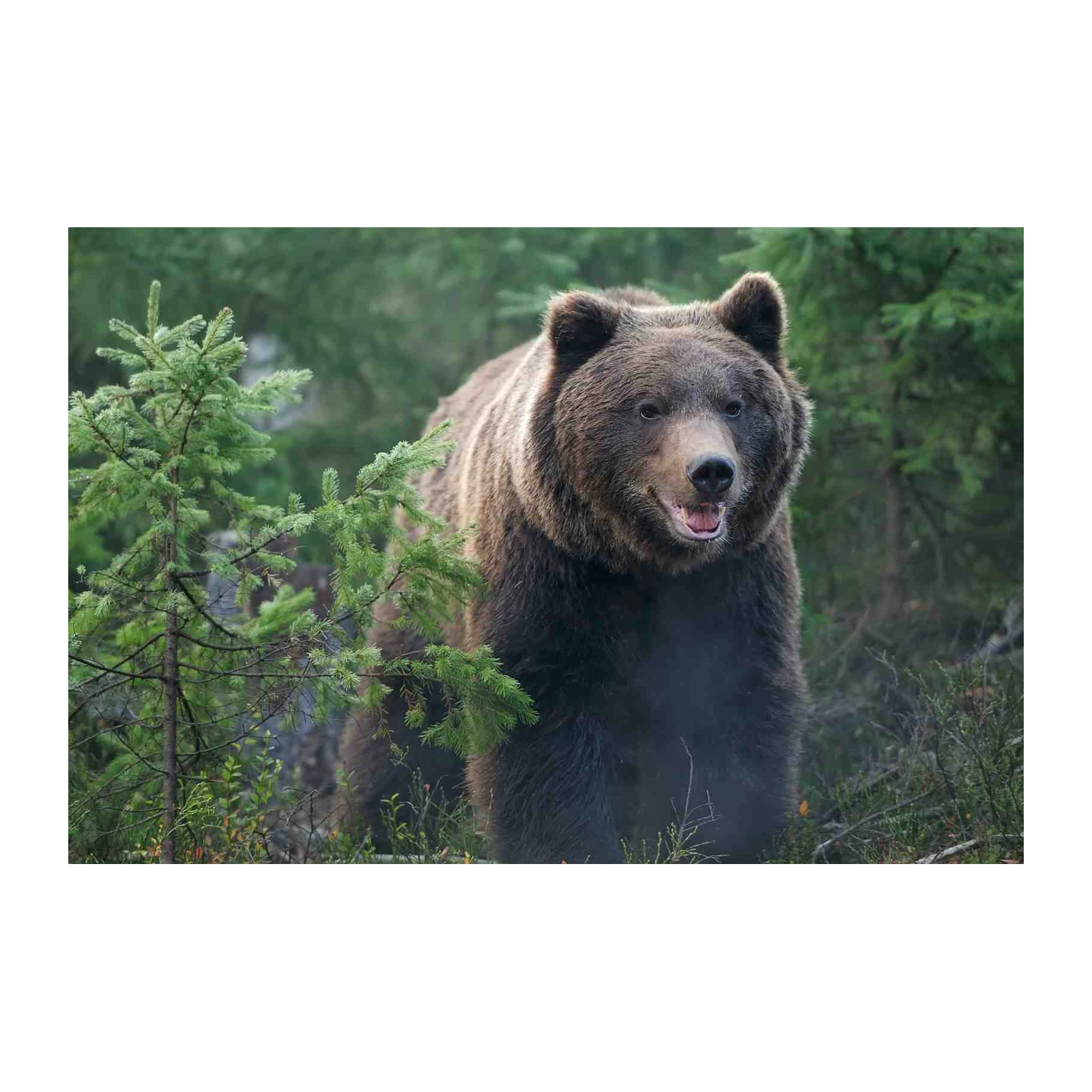 Majestic Brown Bear Forest Wall Art