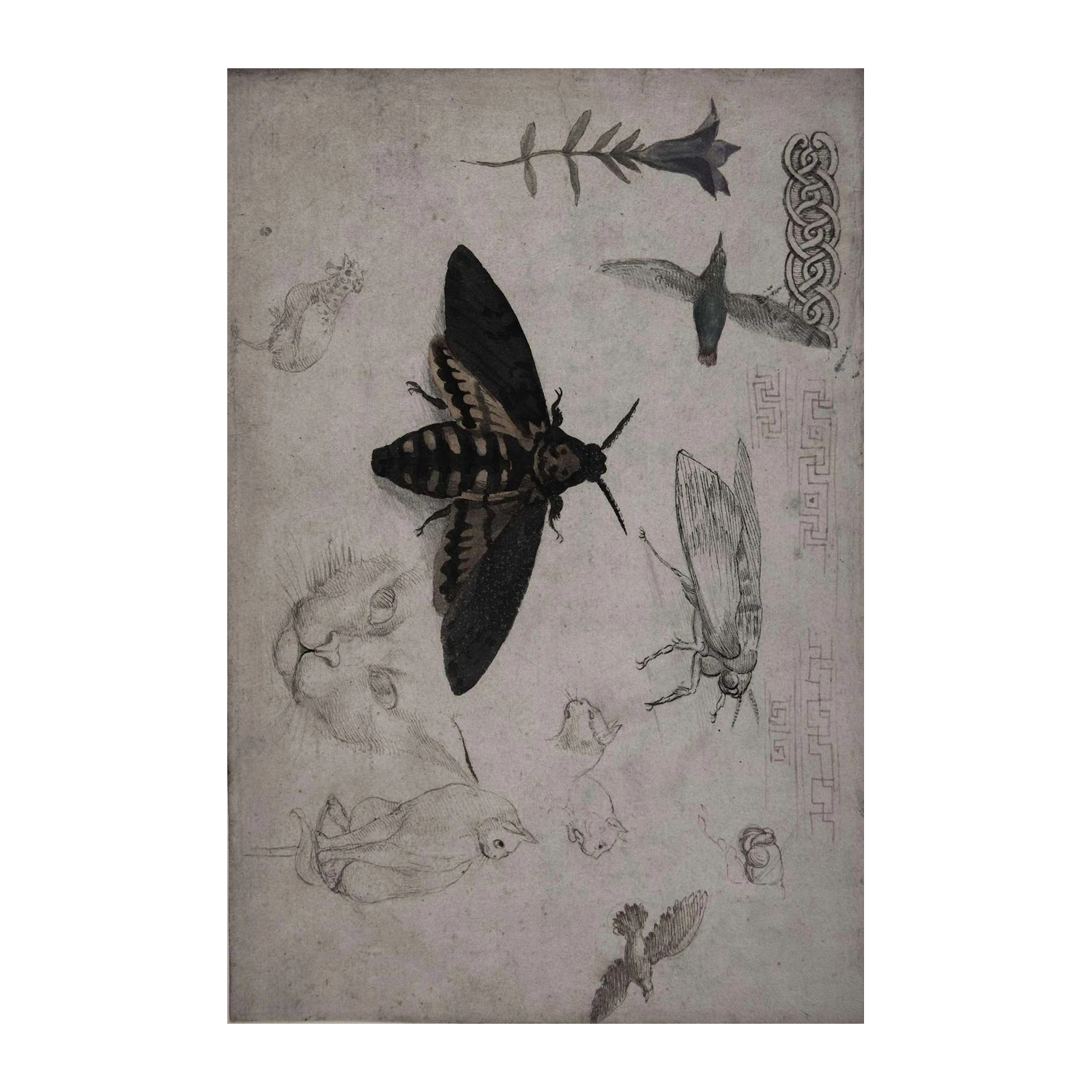 Vintage Moth & Nature Sketch Wall Art