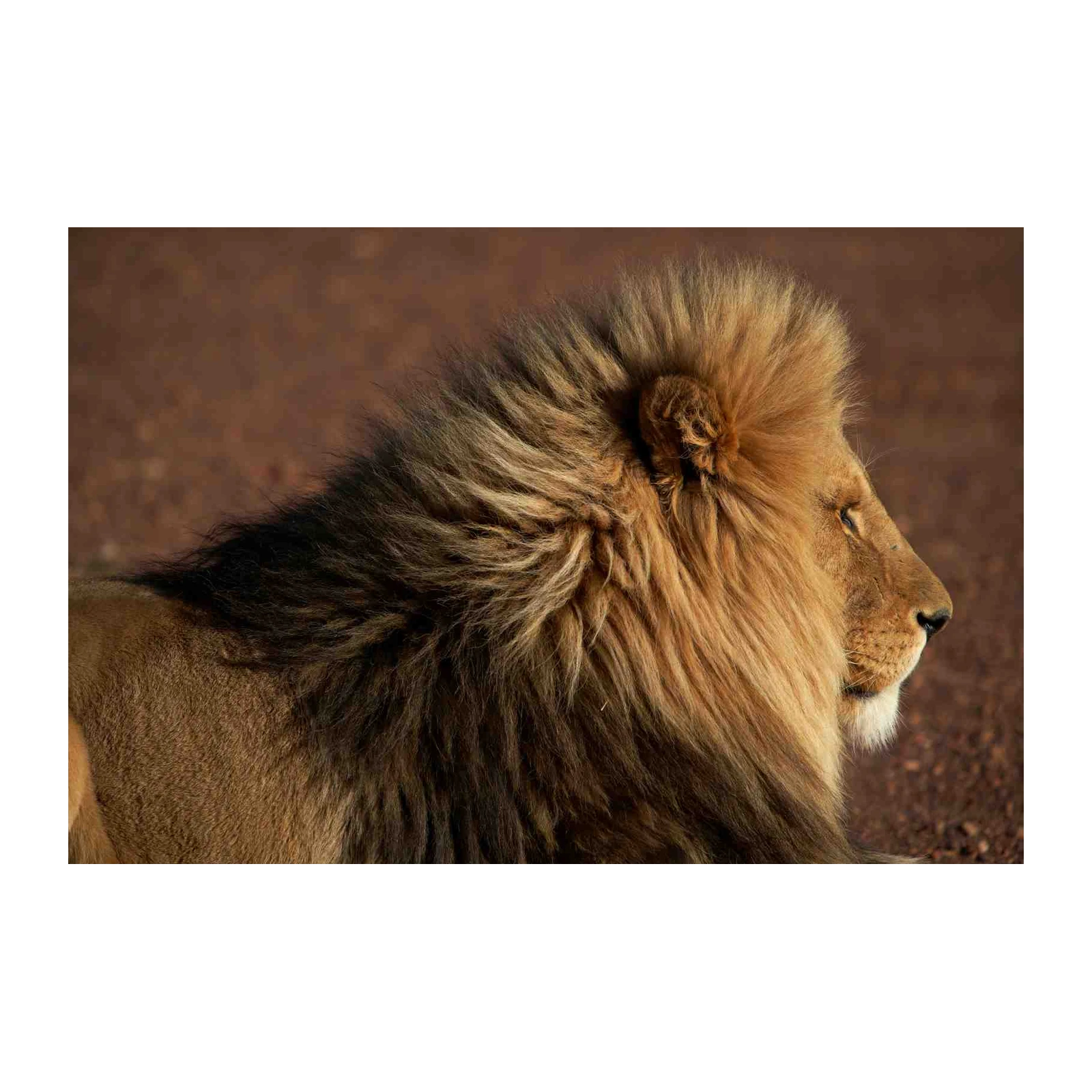 Majestic Lion Profile King of the Jungle Wall Art