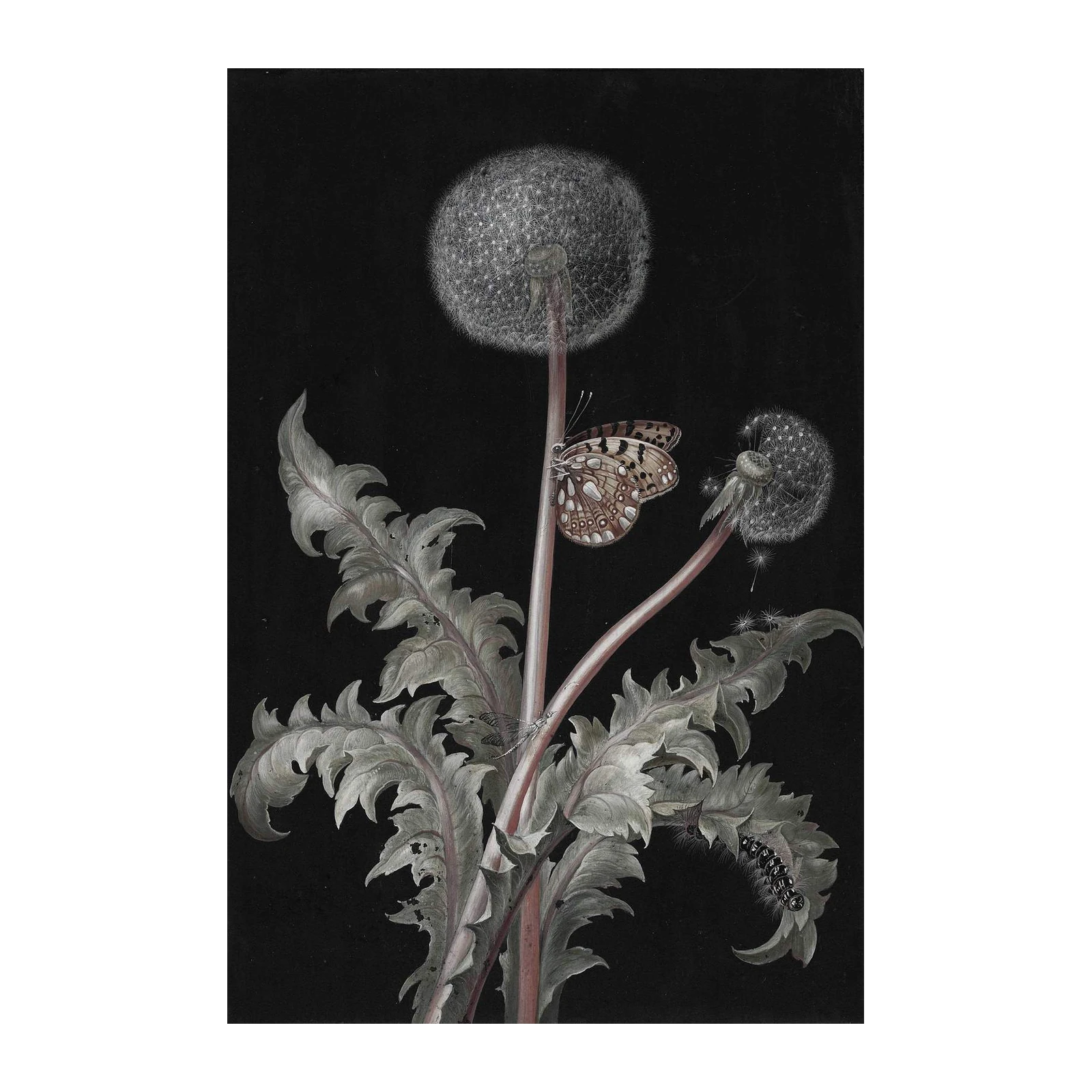 Butterfly & Dandelion Vintage Botanical Wall Art