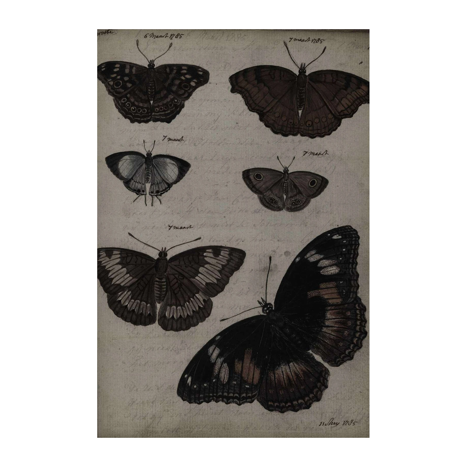 Vintage Butterfly Study Wall Art
