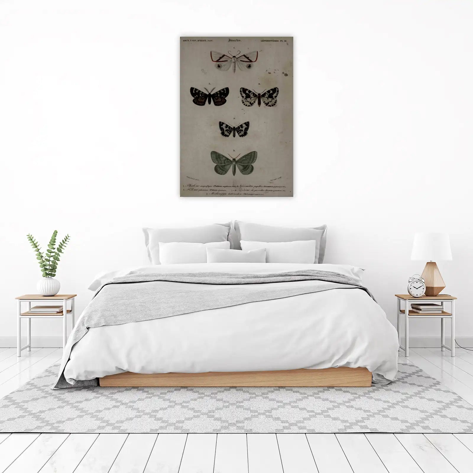 Vintage Moth & Butterfly Illustration Wall Art