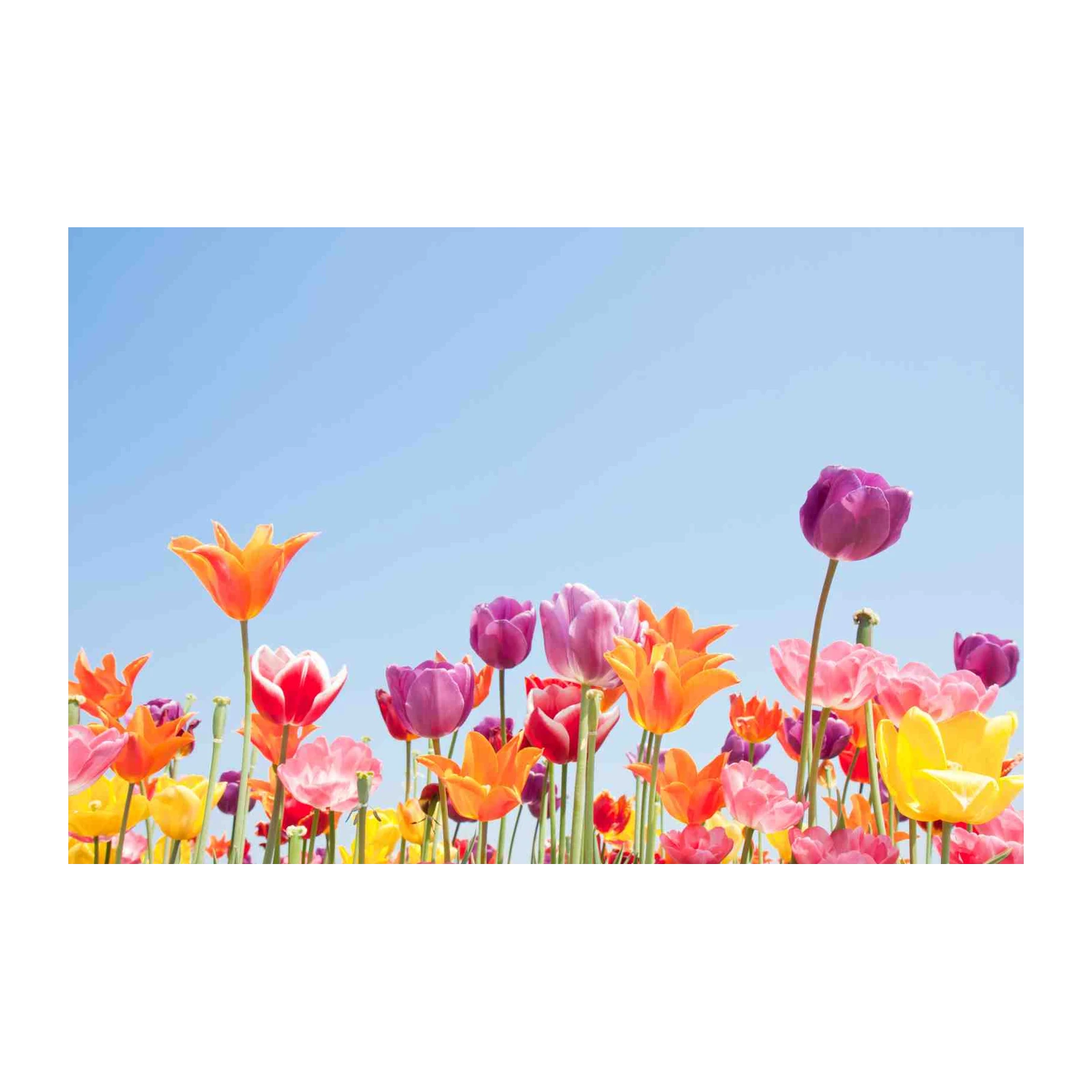 Vibrant Tulip Garden Sky Wall Art