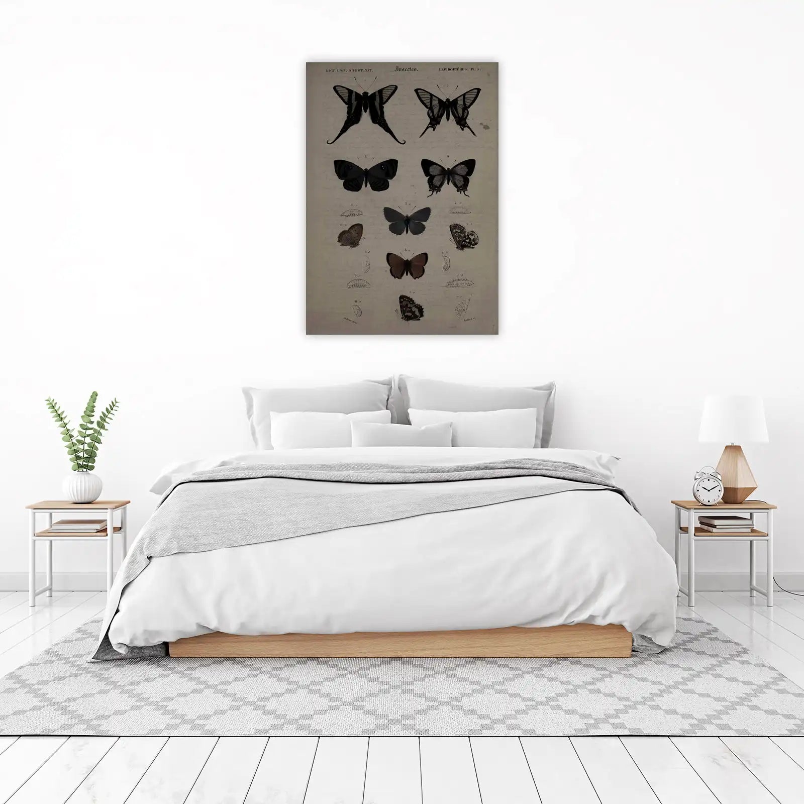 Vintage Butterfly Scientific Illustration Wall Art