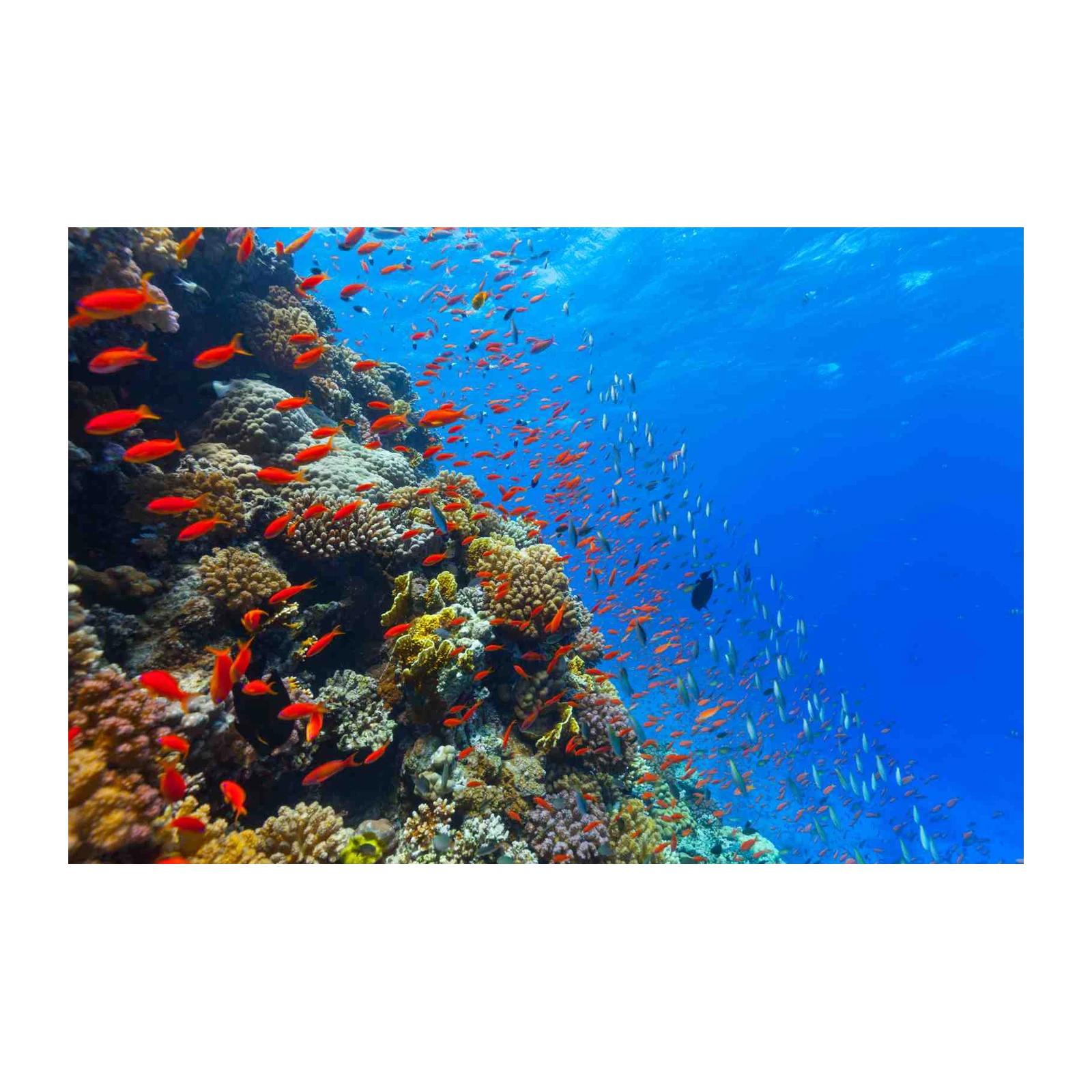 Vibrant Coral Reef & Fish Wall Art