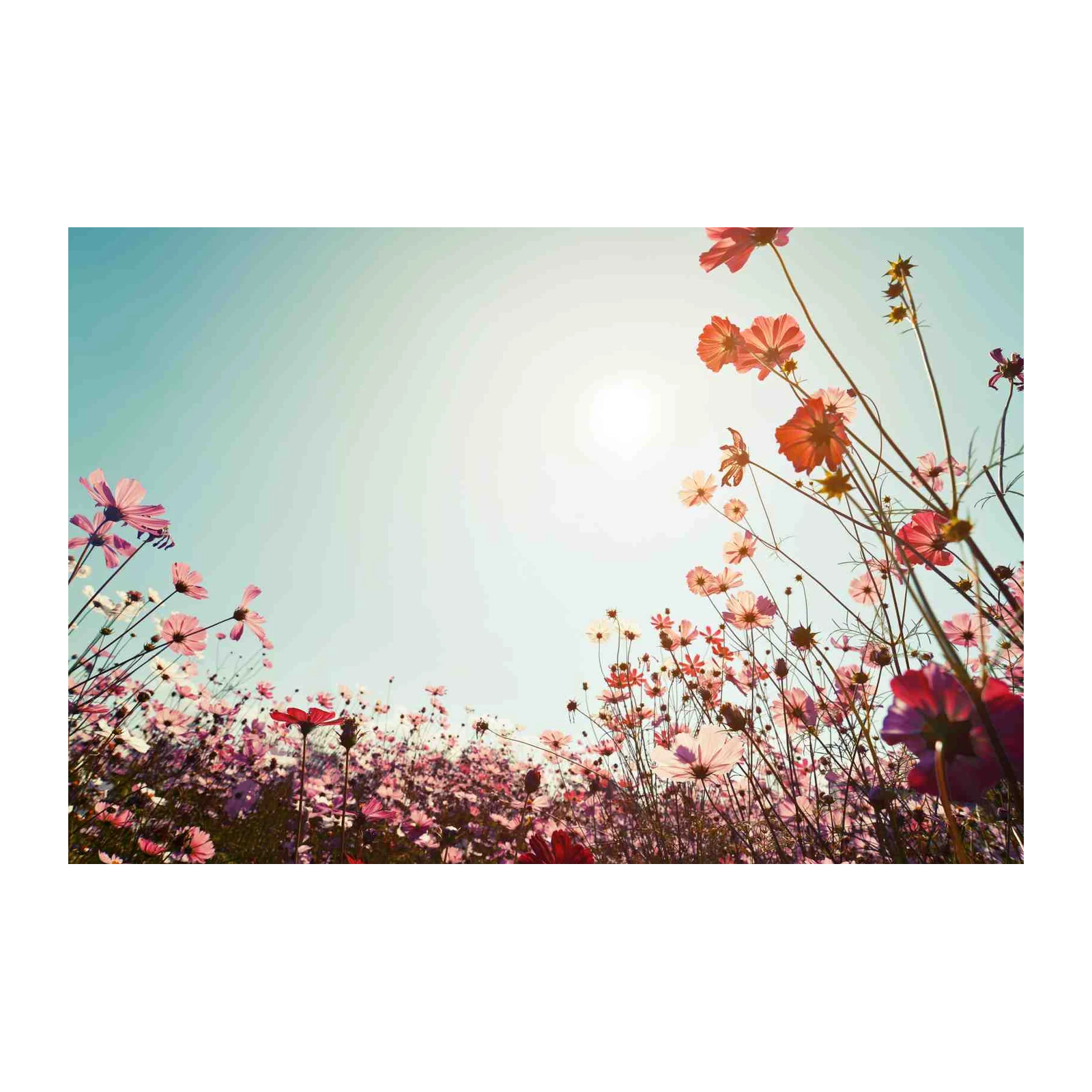 Vibrant Floral Field Sunset Wall Art