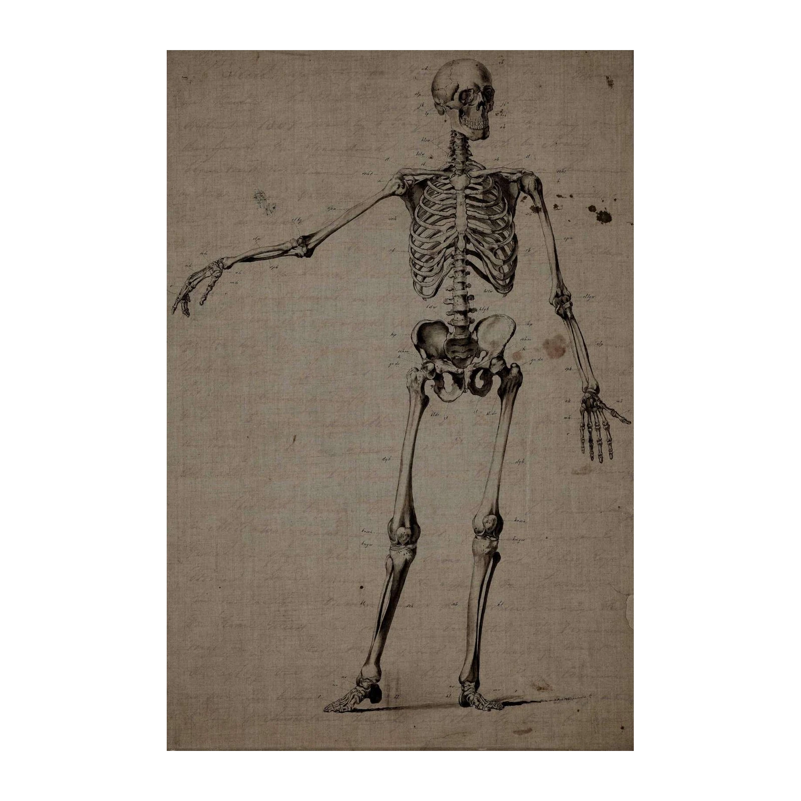Vintage Anatomical Skeleton Wall Art