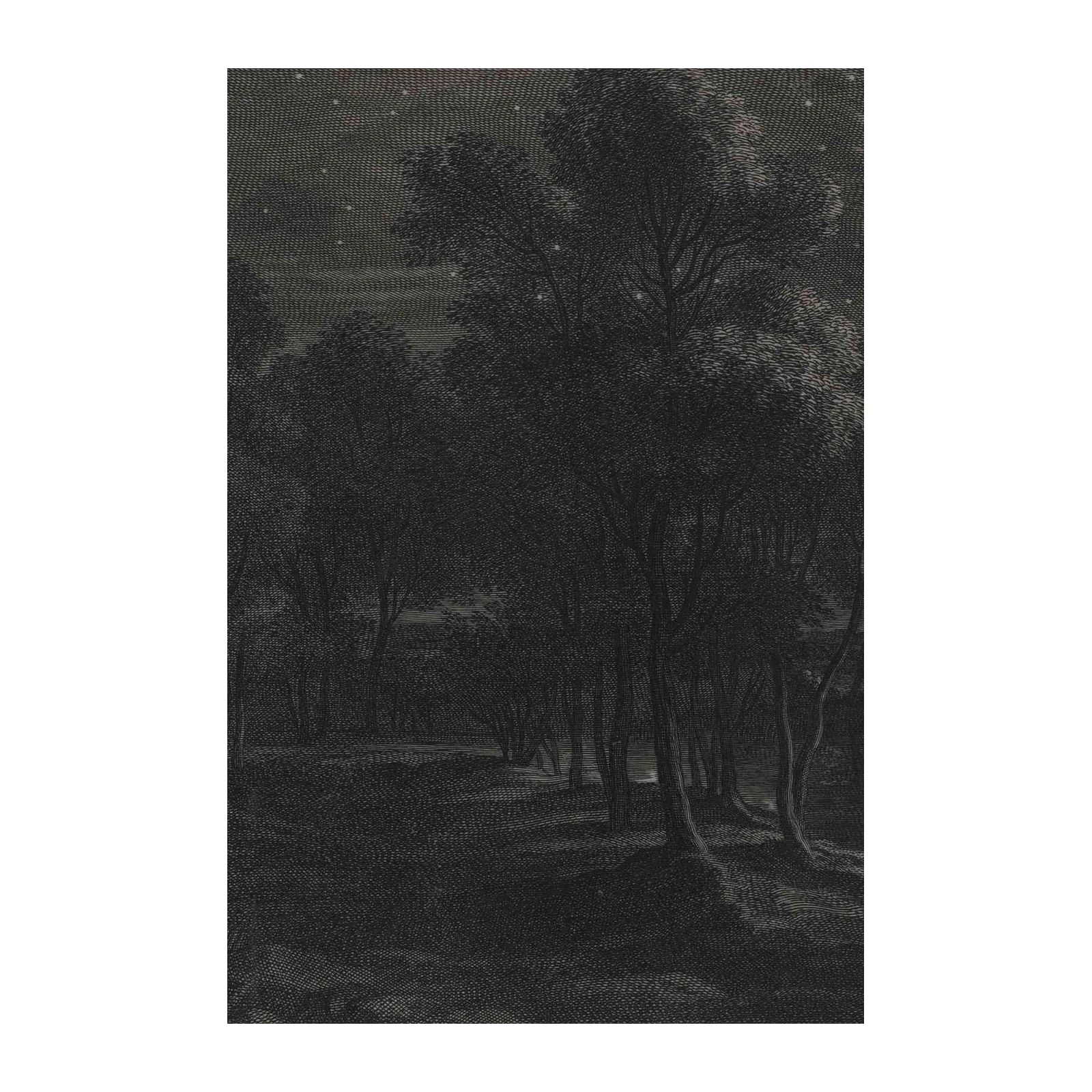 Enchanting Forest Night Stars Wall Art