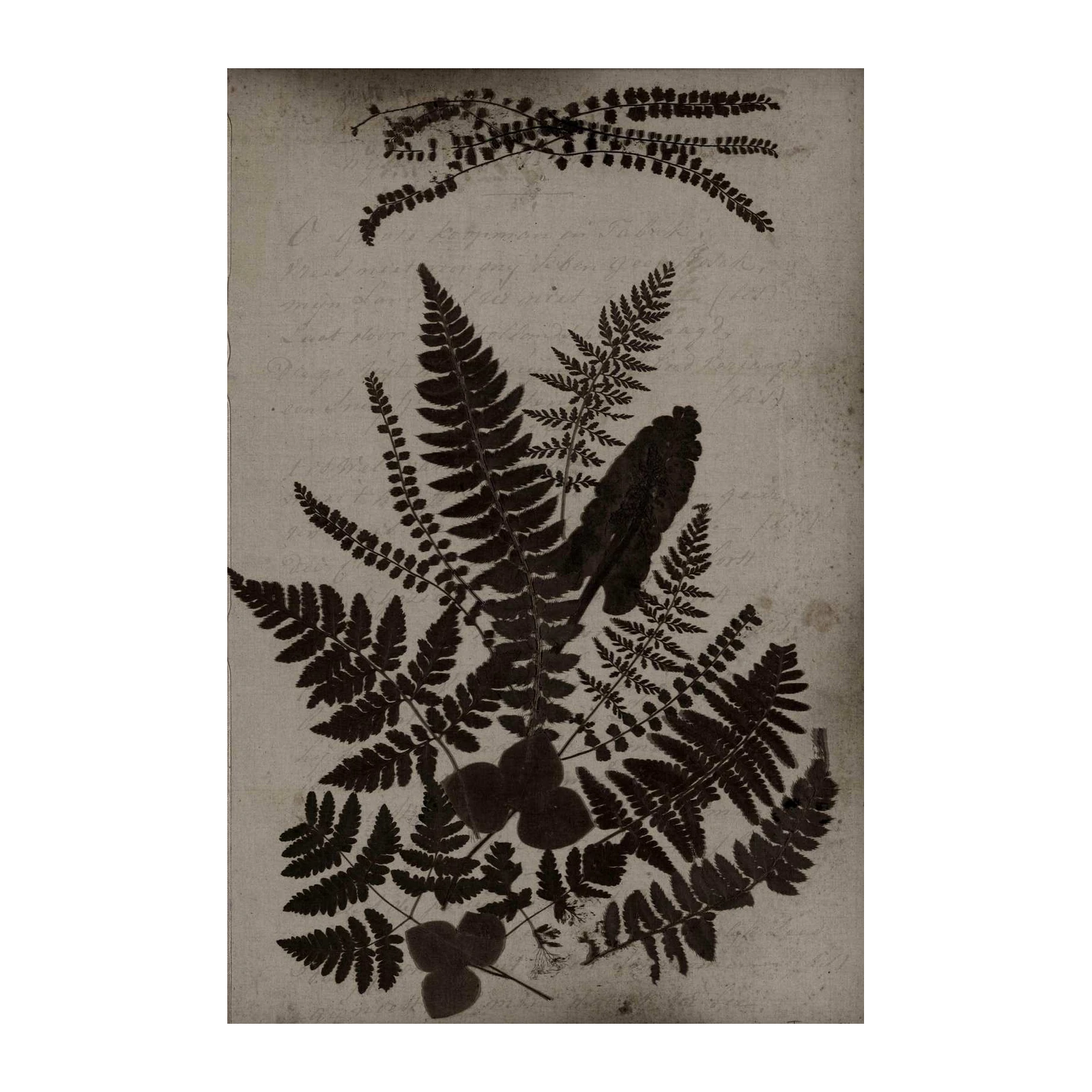 Vintage Fern Botanical Art Wall Art