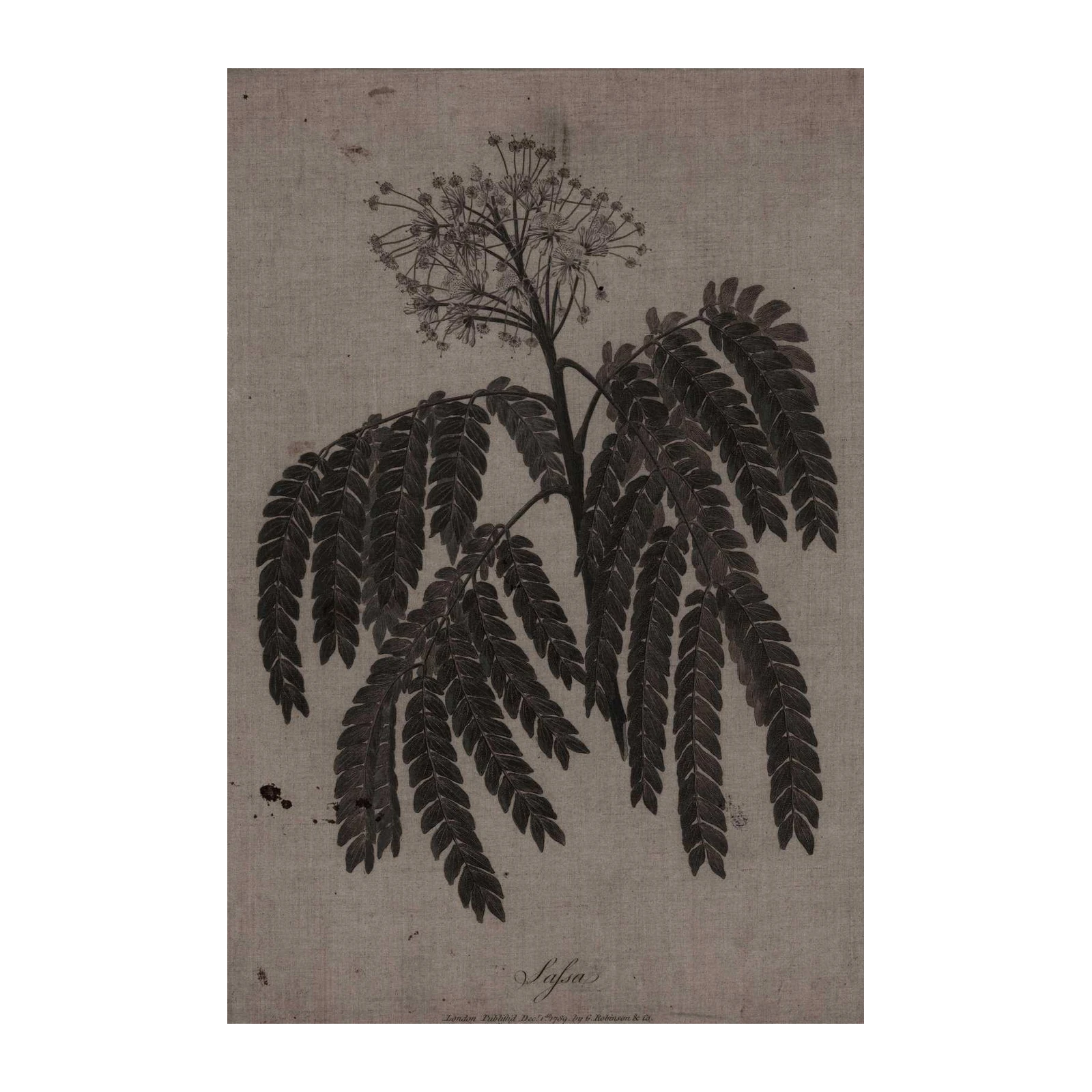 Botanical Mimosa Tree Leaf Illustration Wall Art