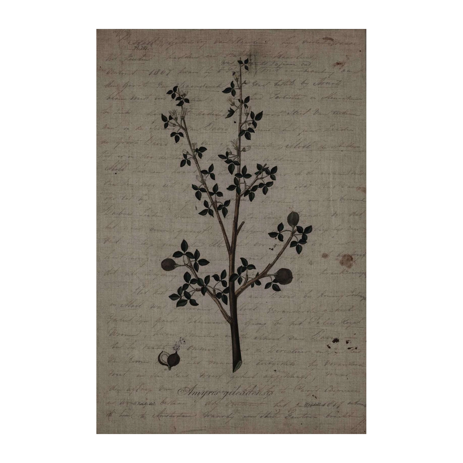 Vintage Botanical Amygris Wall Art